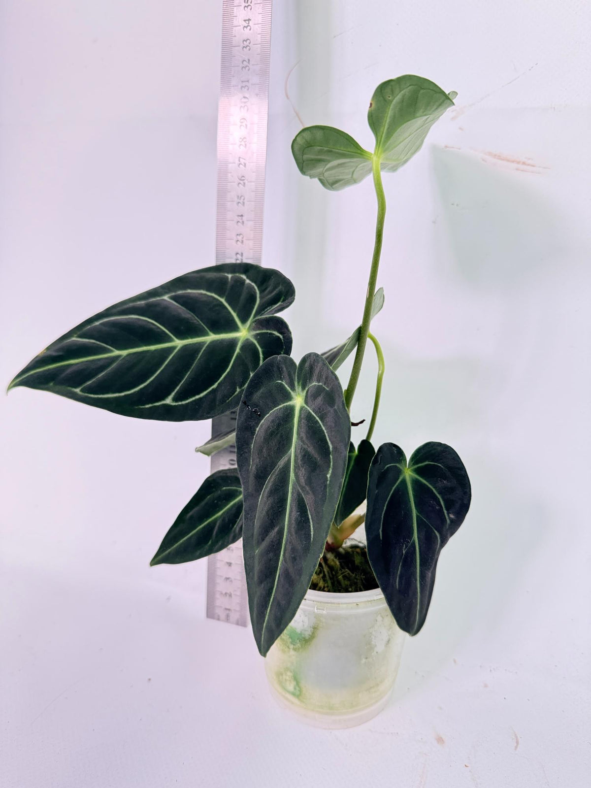 Anthurium Regale 1