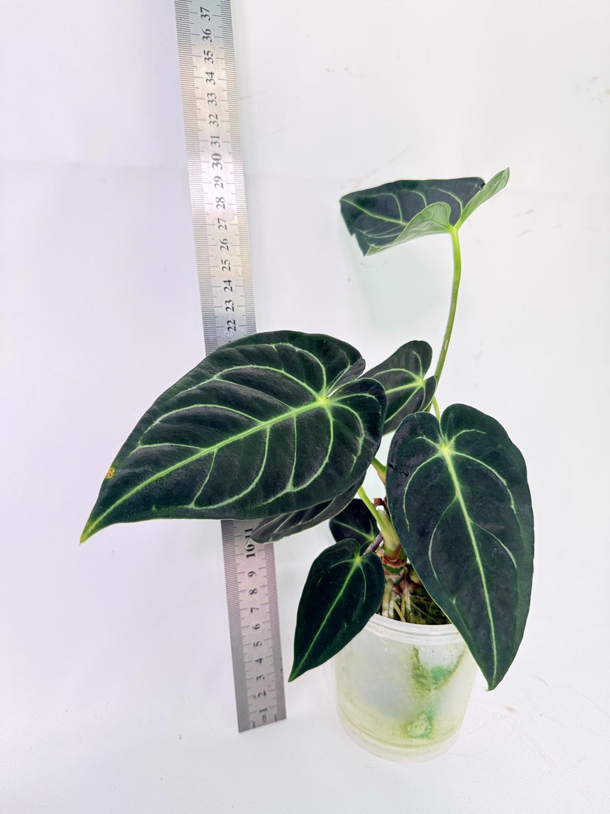 Anthurium Regale 6