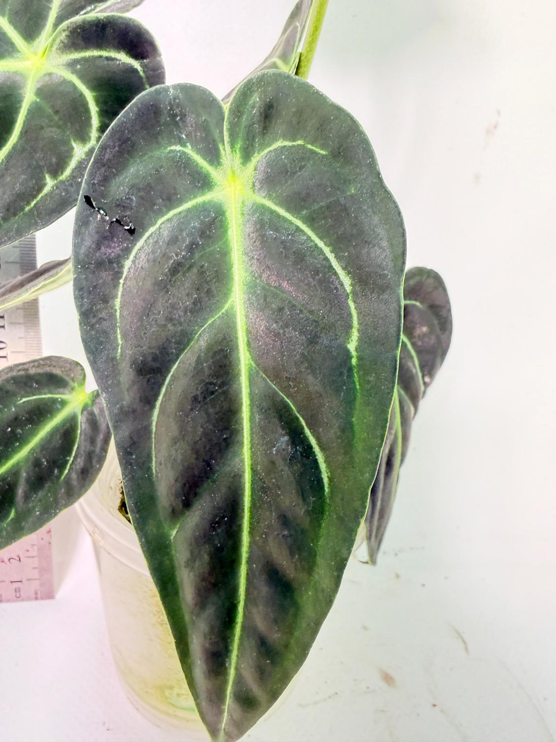 Anthurium Regale 8