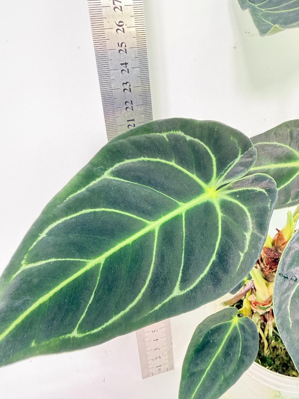 Anthurium Regale 2