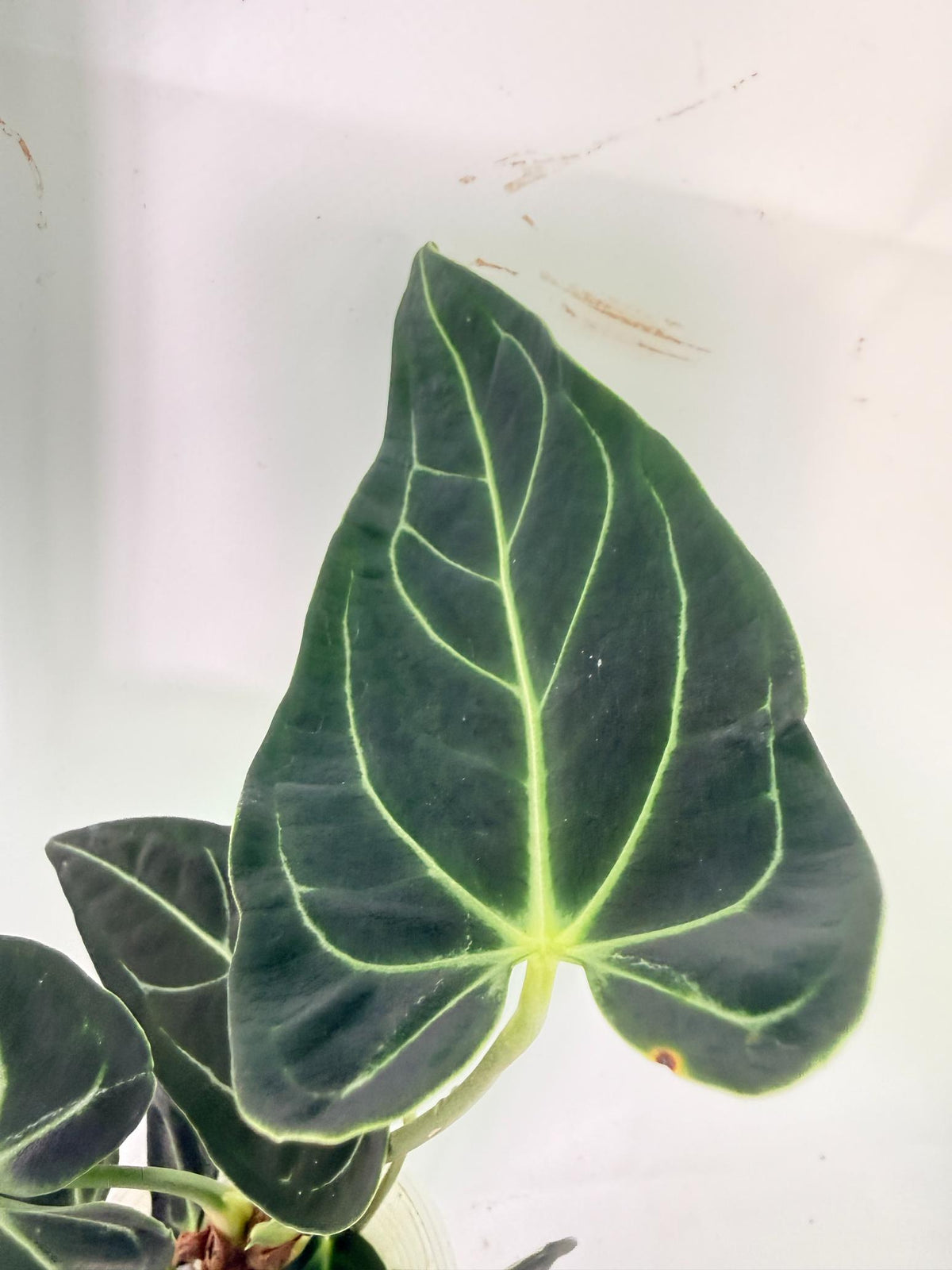Anthurium Regale 5