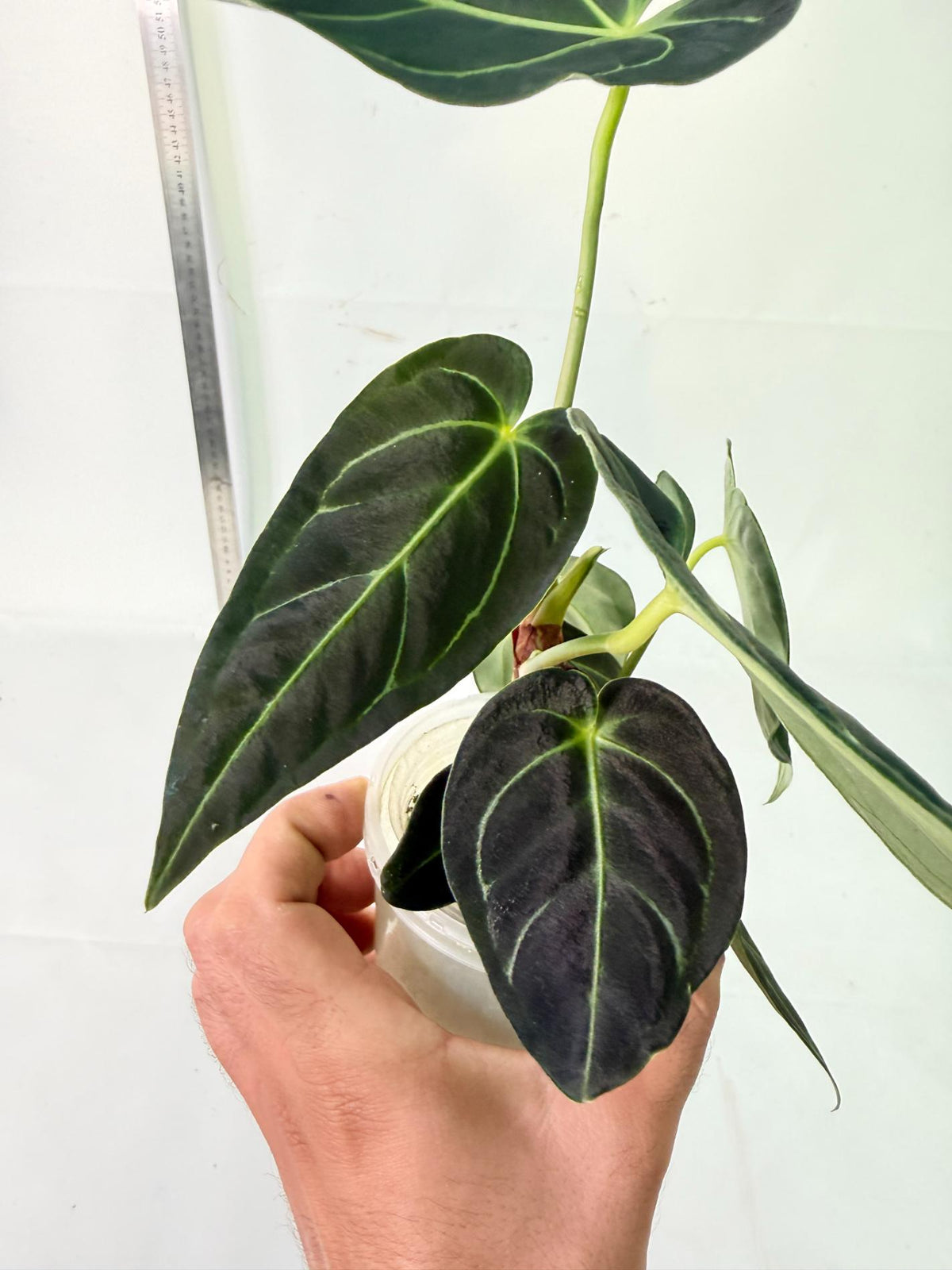 Anthurium Regale 7