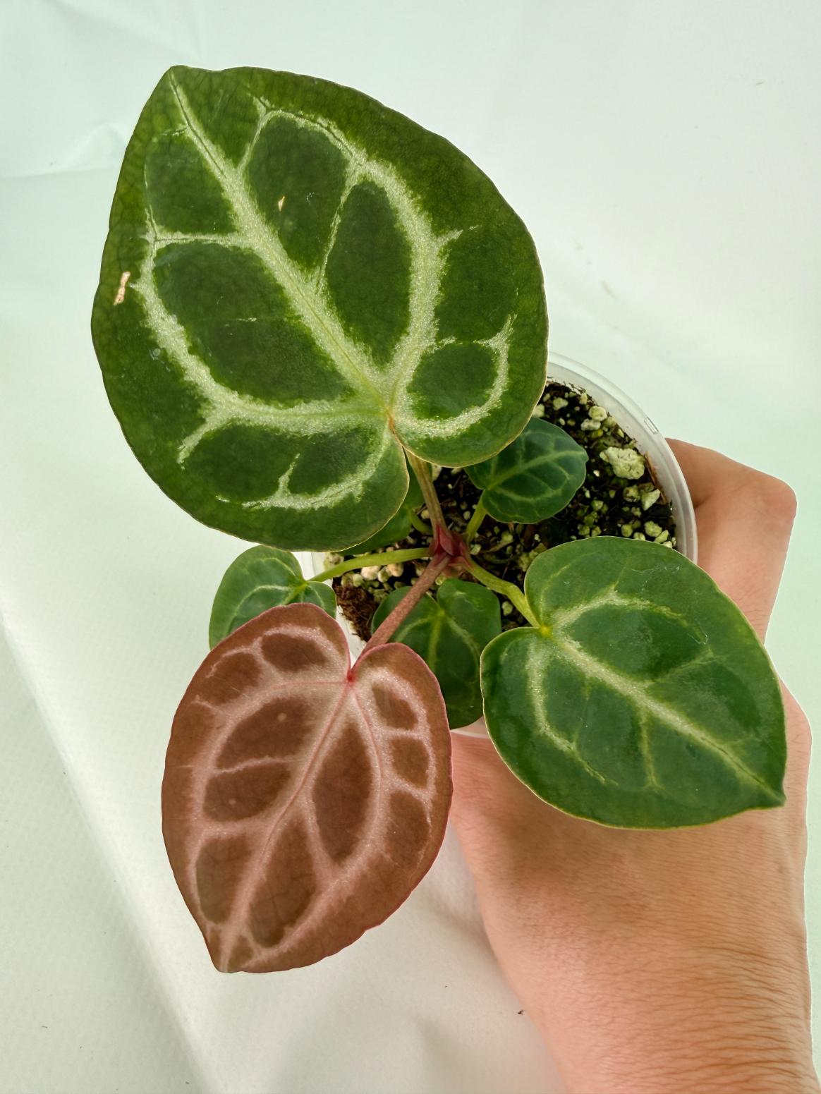 Anthurium Tezula Red Crystallinum x SKG Silver