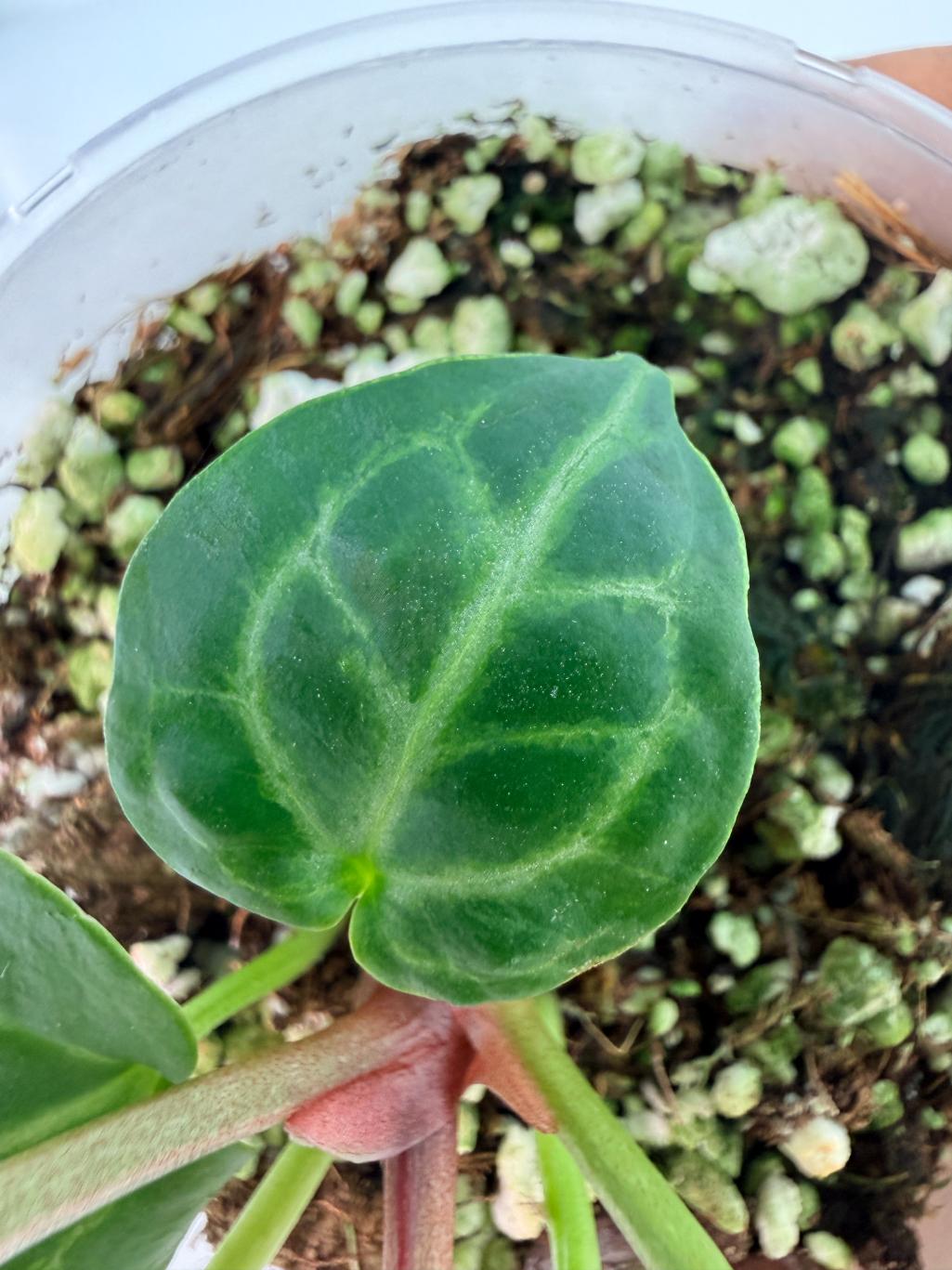 Anthurium Tezula Red Crystallinum x SKG Silver