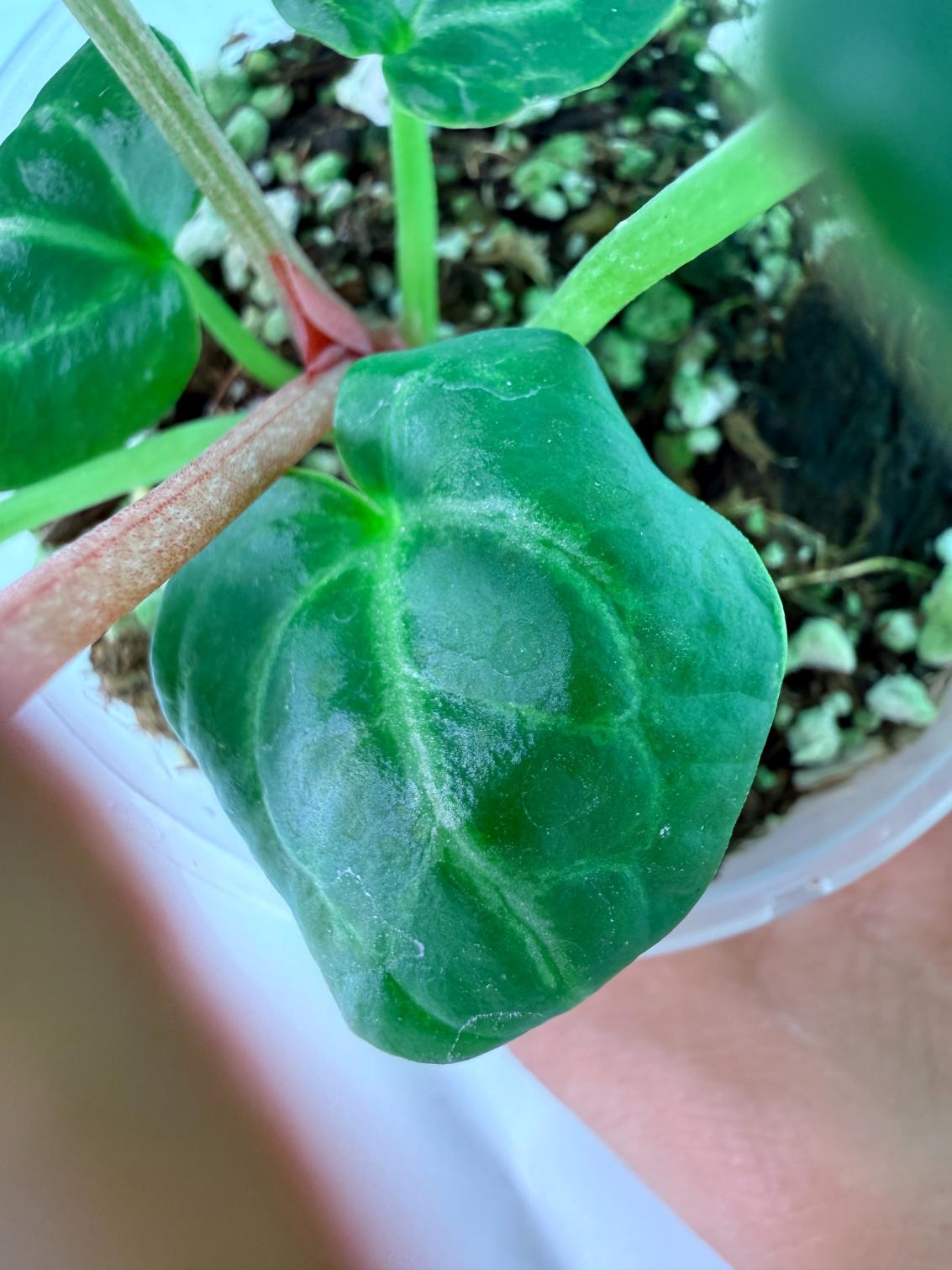 Anthurium Tezula Red Crystallinum x SKG Silver