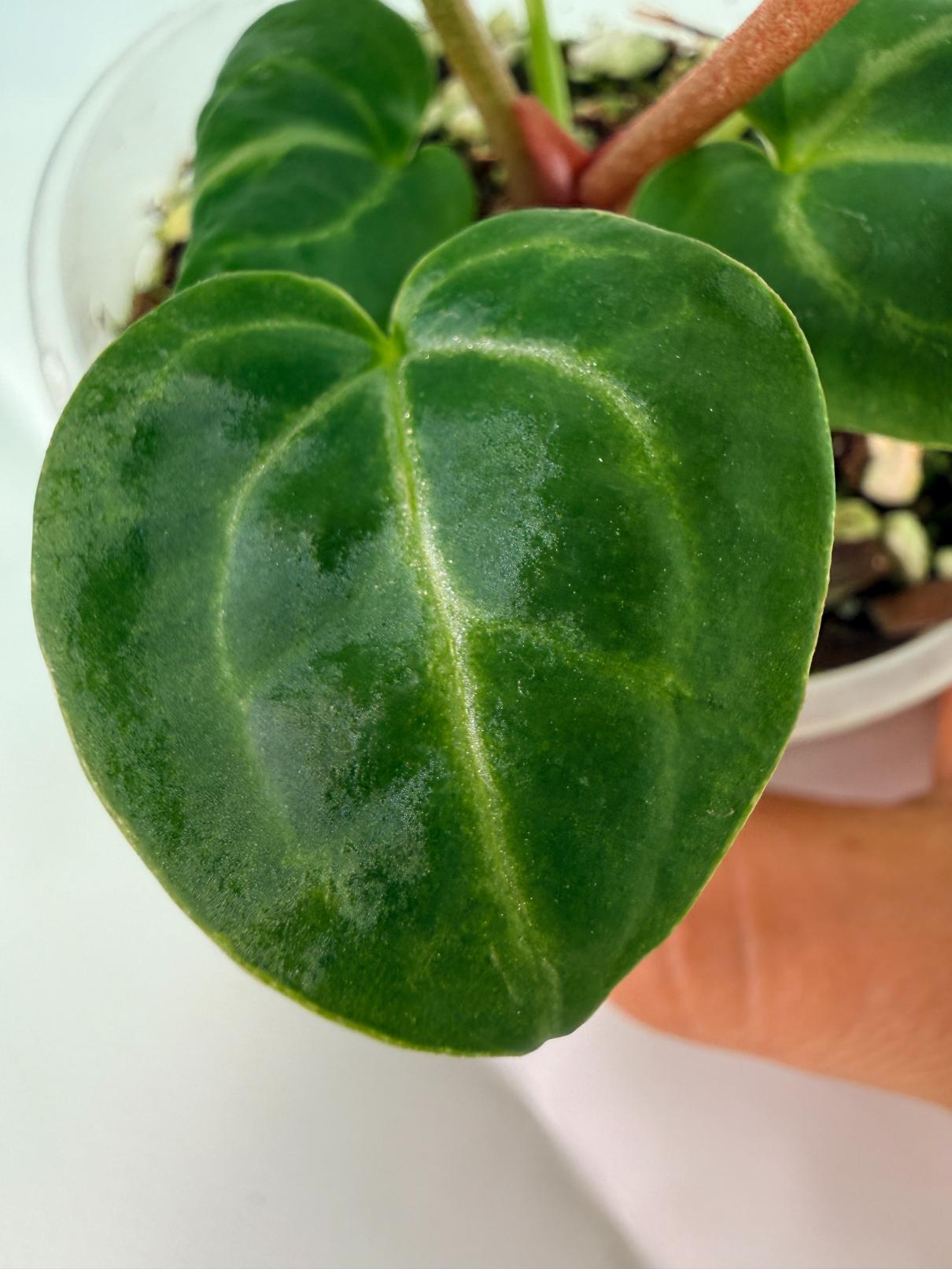 Anthurium Tezula Red Crystallinum x SKG Silver