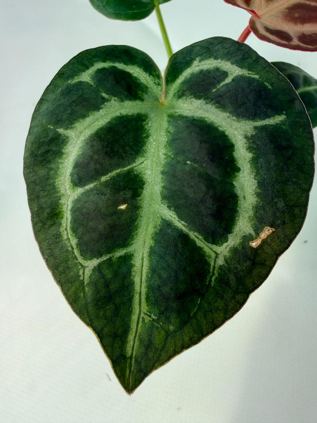 Anthurium Tezula Red Crystallinum x SKG Silver