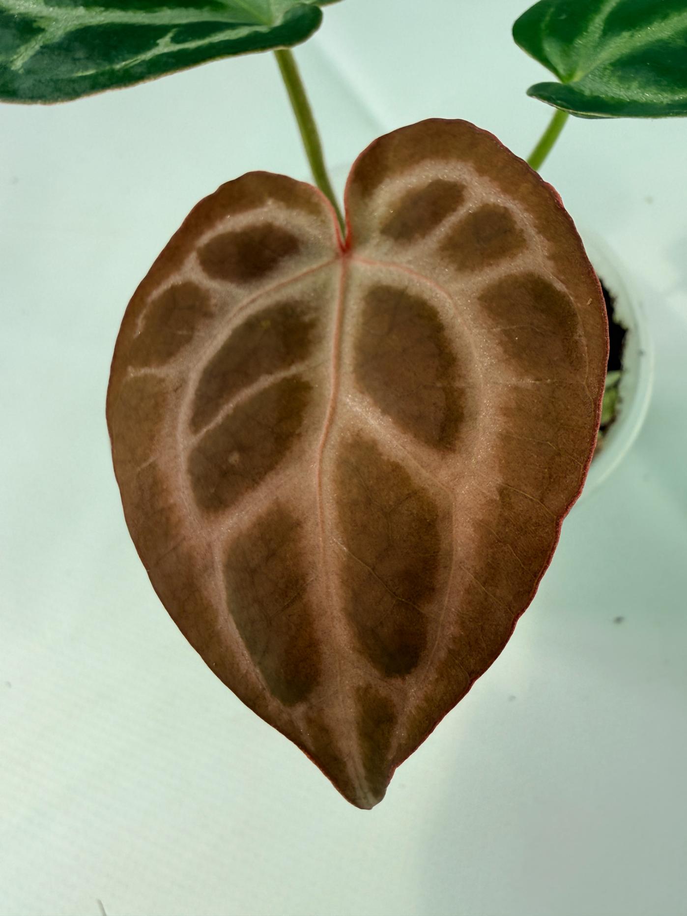 Anthurium Tezula Red Crystallinum x SKG Silver