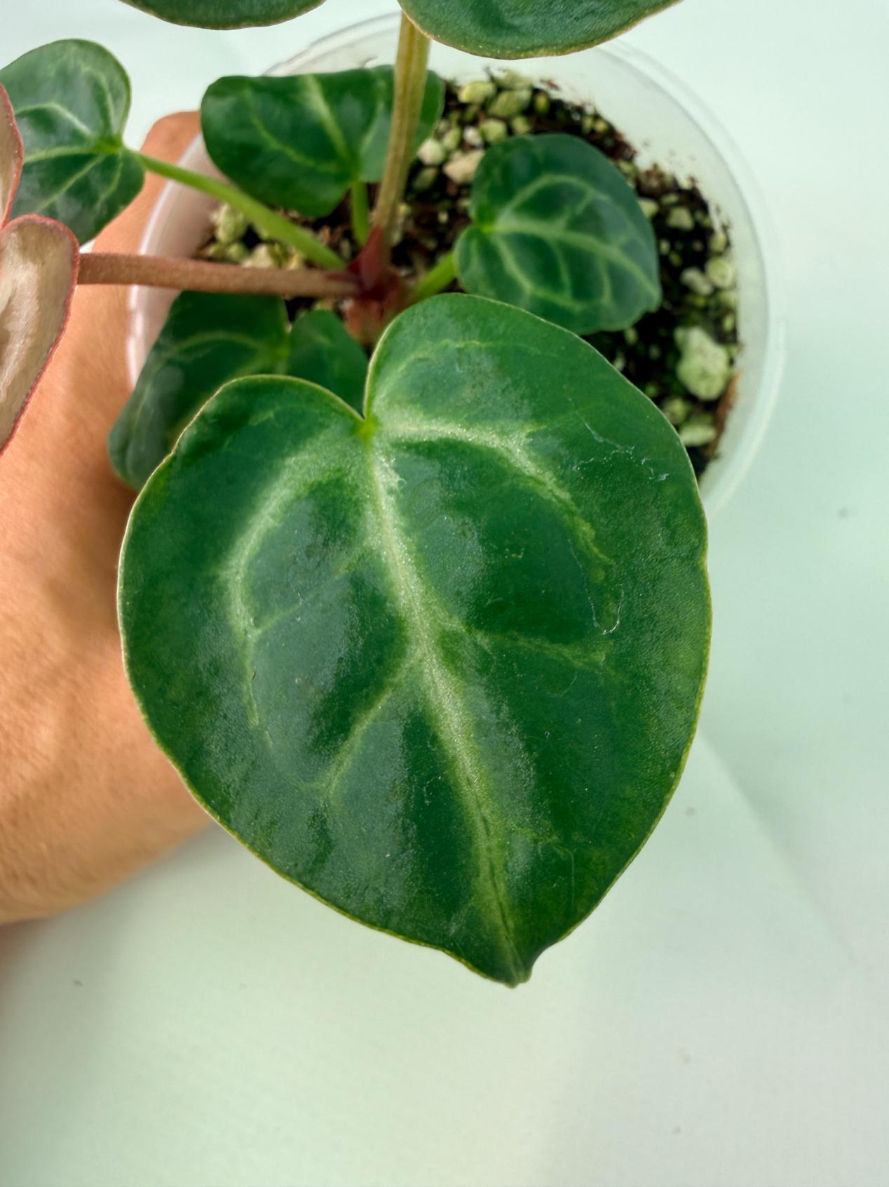 Anthurium Tezula Red Crystallinum x SKG Silver