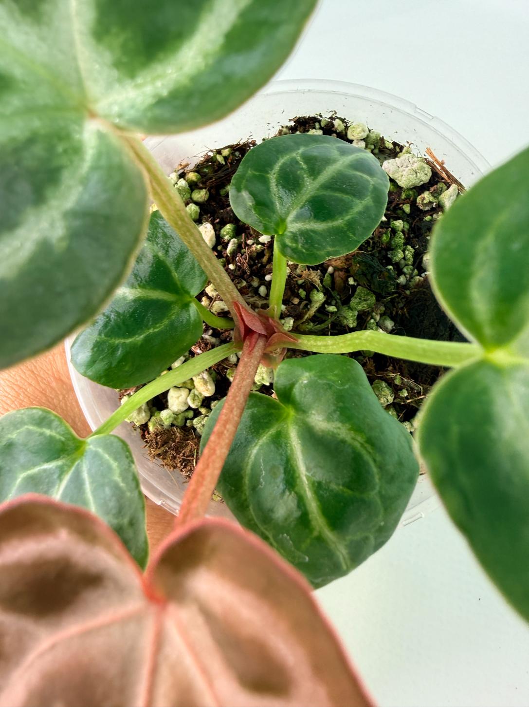 Anthurium Tezula Red Crystallinum x SKG Silver