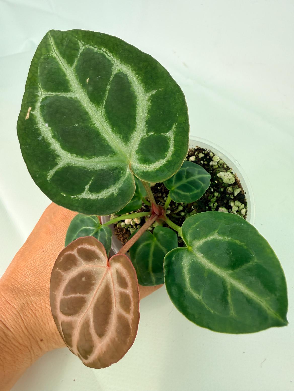 Anthurium Tezula Red Crystallinum x SKG Silver