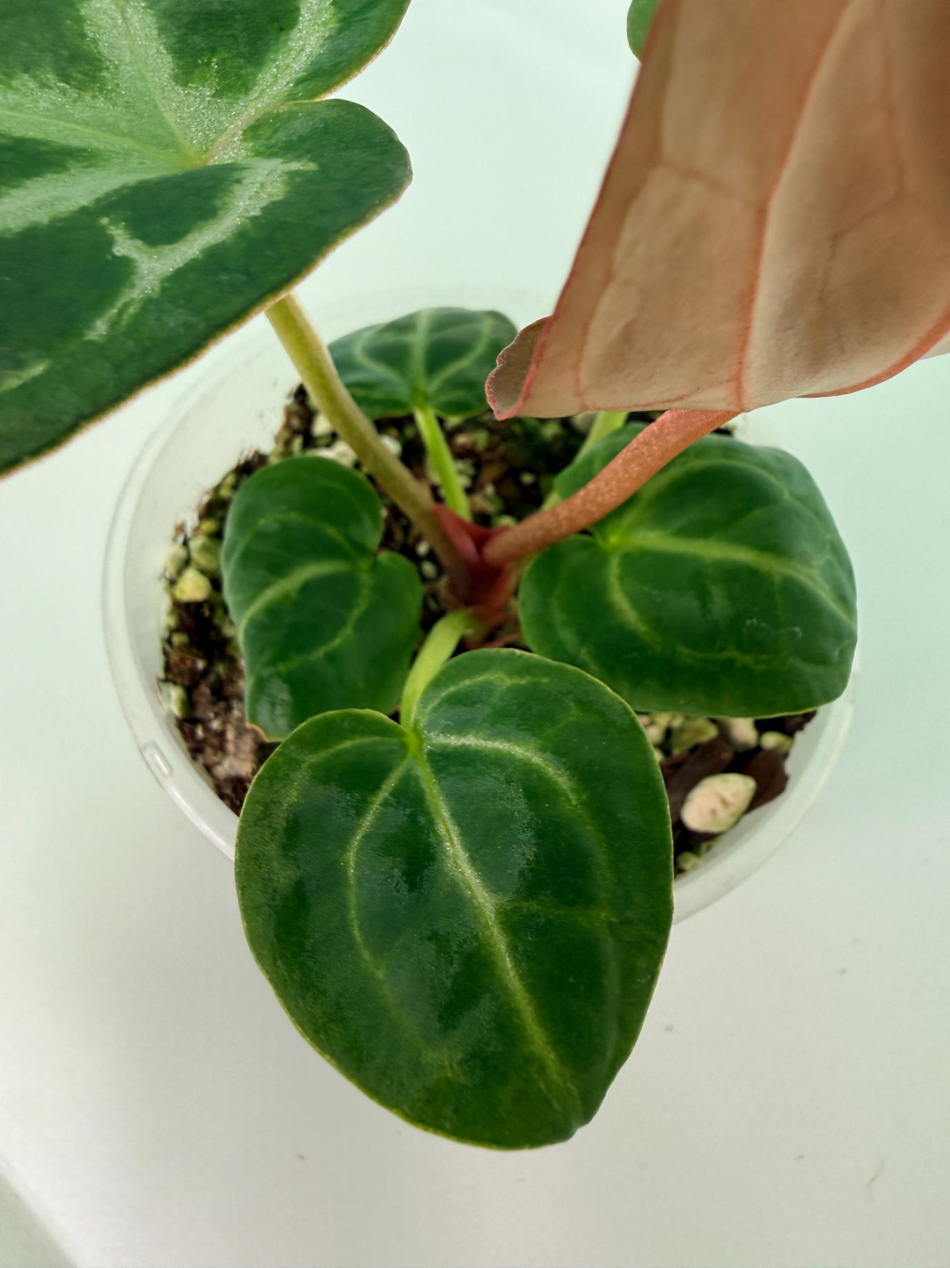 Anthurium Tezula Red Crystallinum x SKG Silver