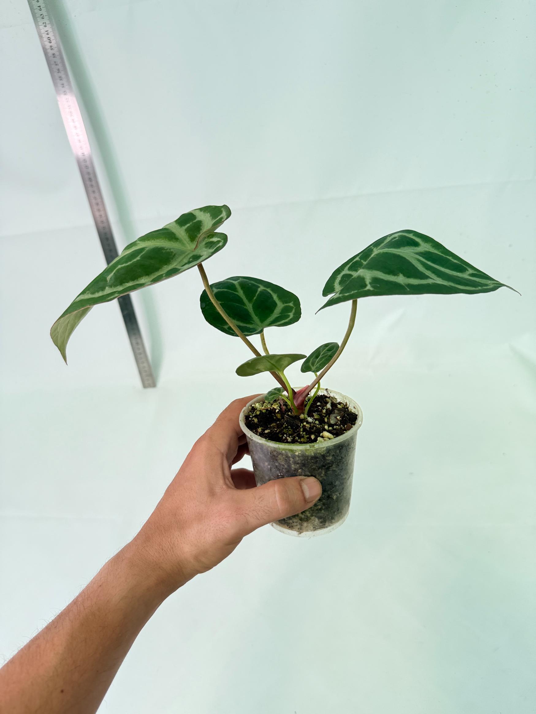 Anthurium Tezula Red Crystallinum x SKG Silver 9