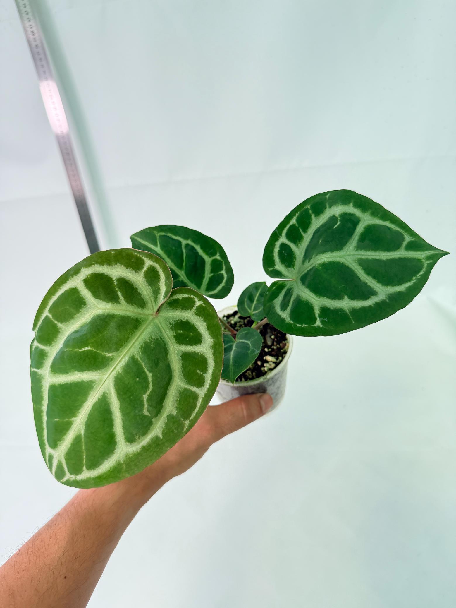 Anthurium Tezula Red Crystallinum x SKG Silver 2