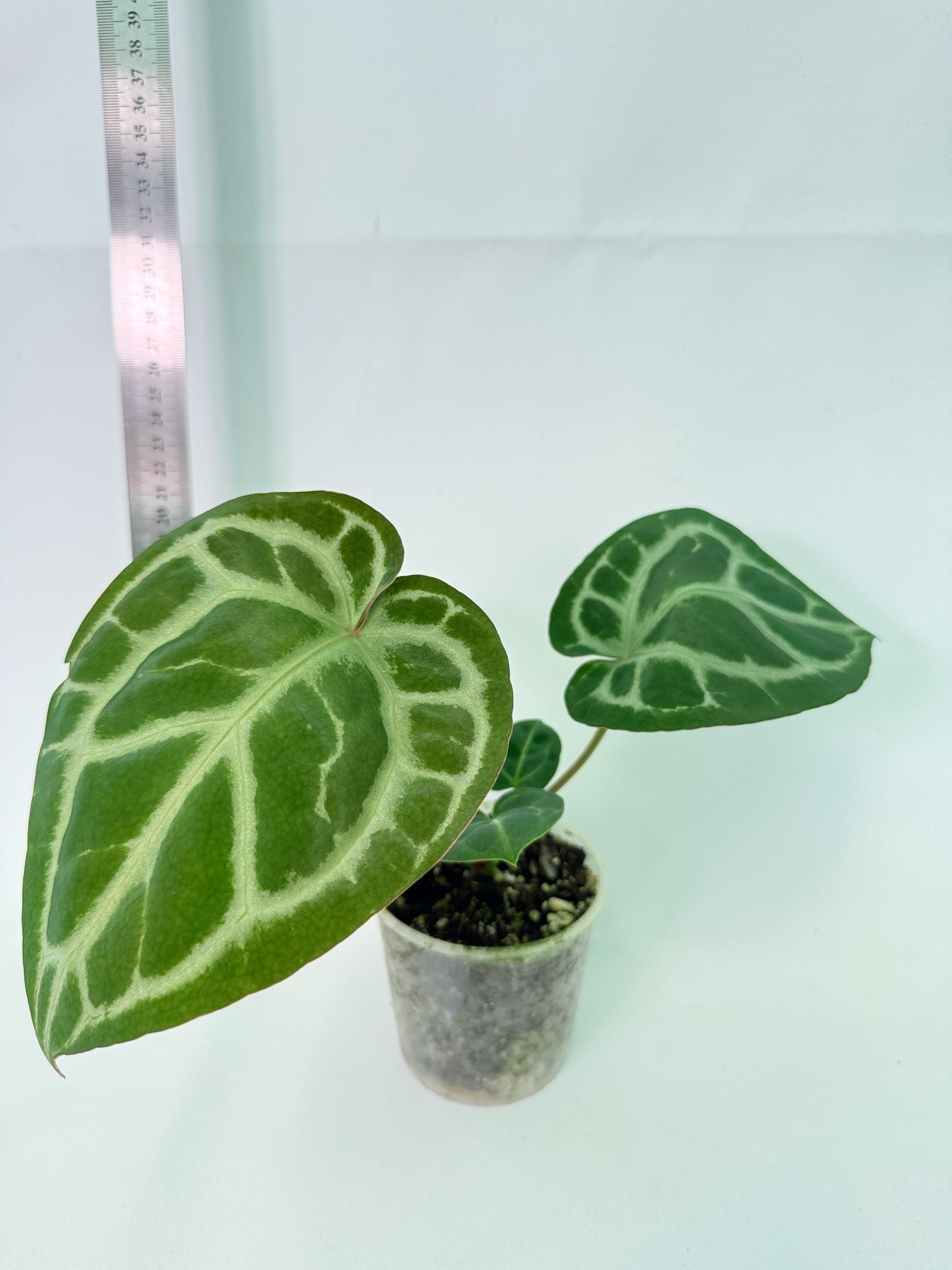 Anthurium Tezula Red Crystallinum x SKG Silver 1