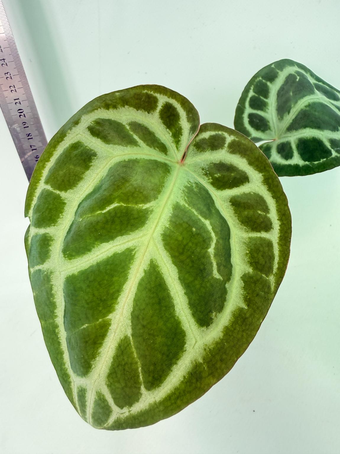 Anthurium Tezula Red Crystallinum x SKG Silver 3