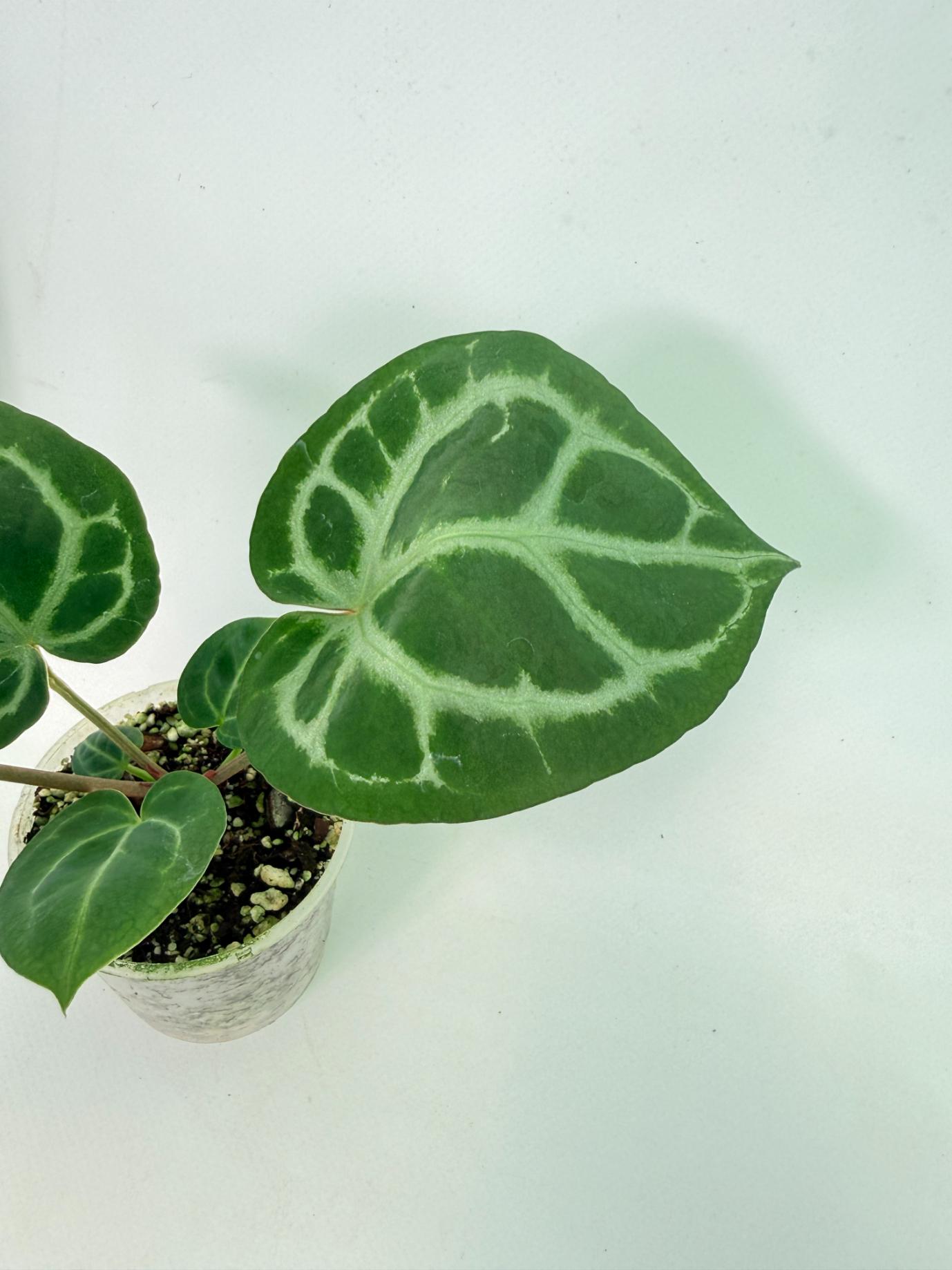 Anthurium Tezula Red Crystallinum x SKG Silver 4