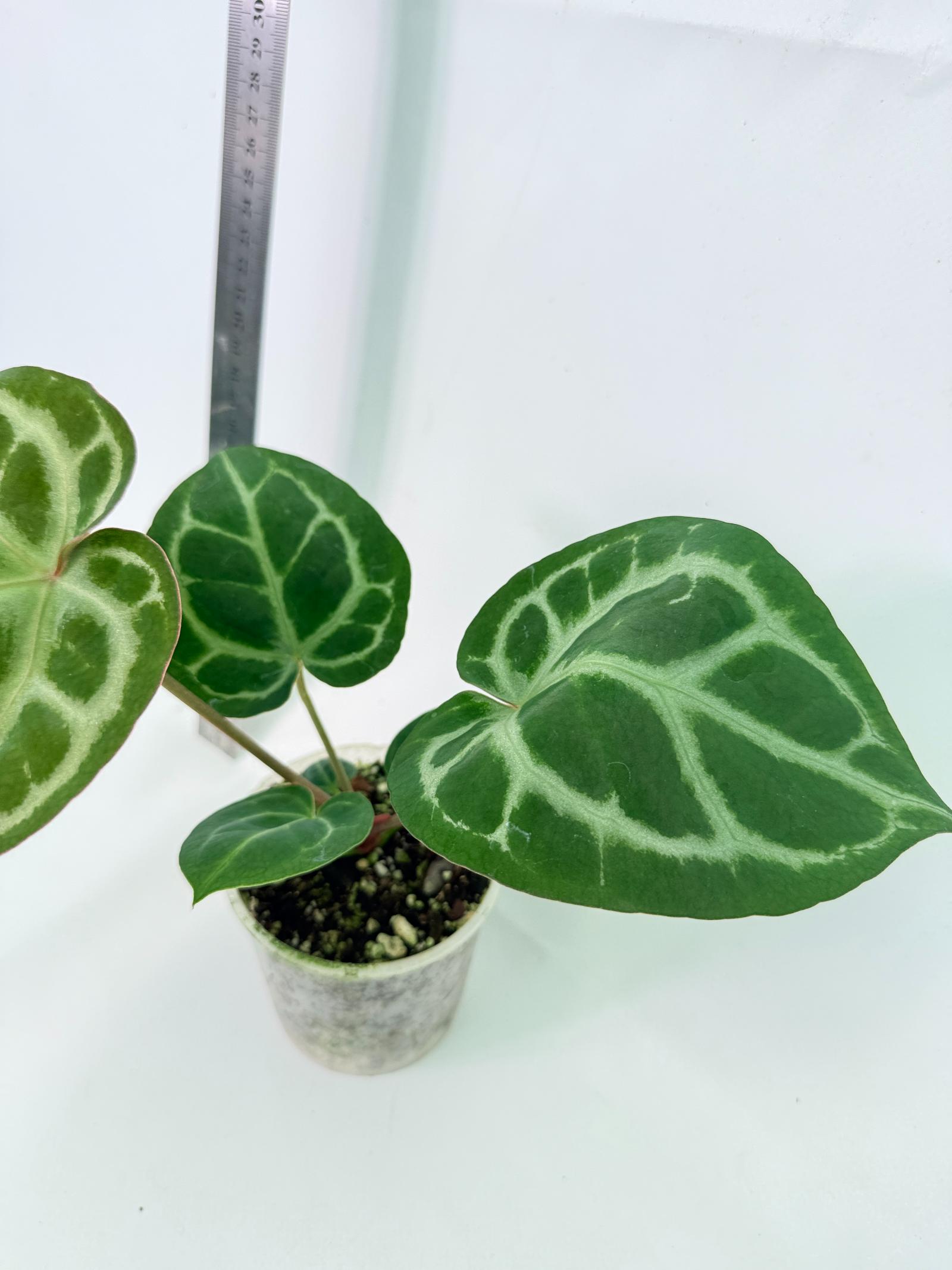 Anthurium Tezula Red Crystallinum x SKG Silver 5