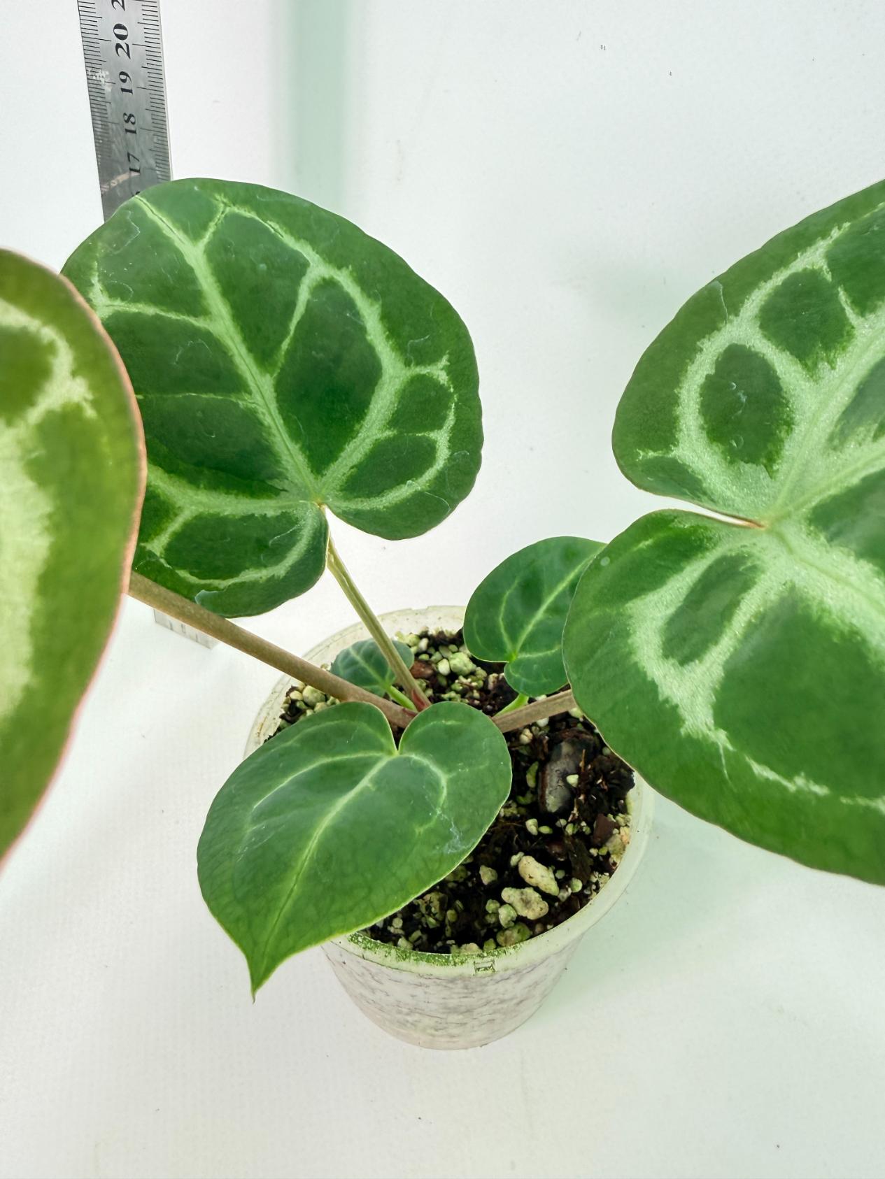 Anthurium Tezula Red Crystallinum x SKG Silver 6