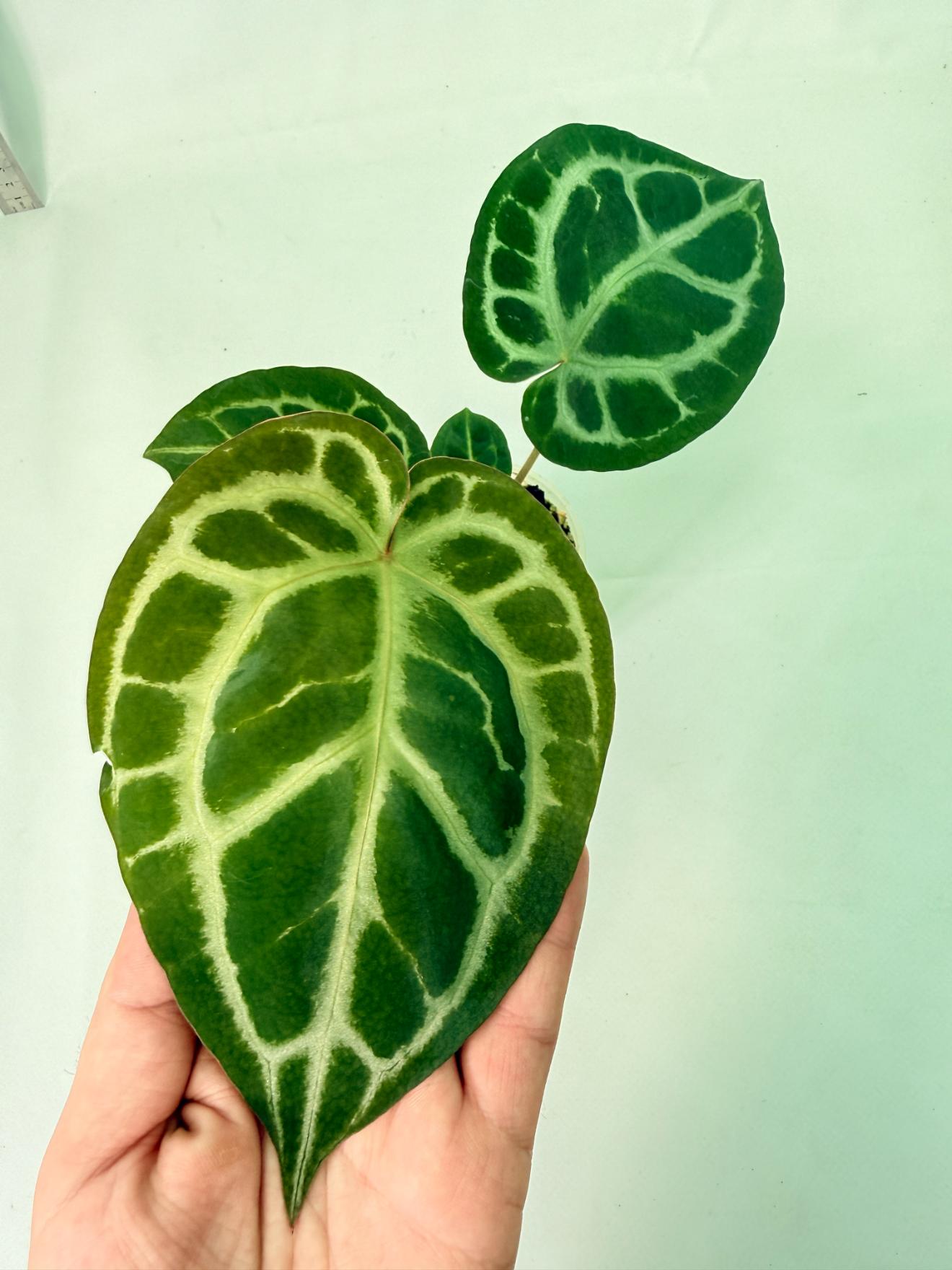 Anthurium Tezula Red Crystallinum x SKG Silver 7