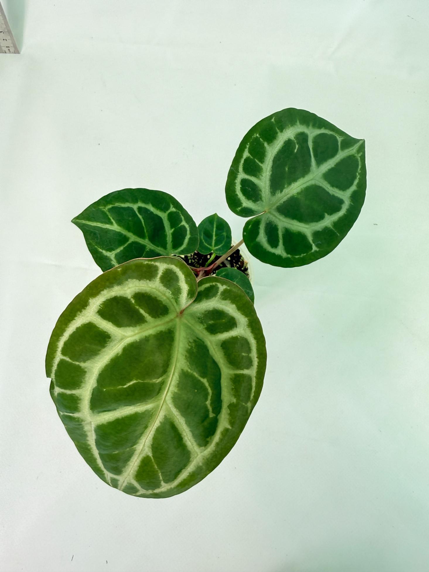 Anthurium Tezula Red Crystallinum x SKG Silver 8