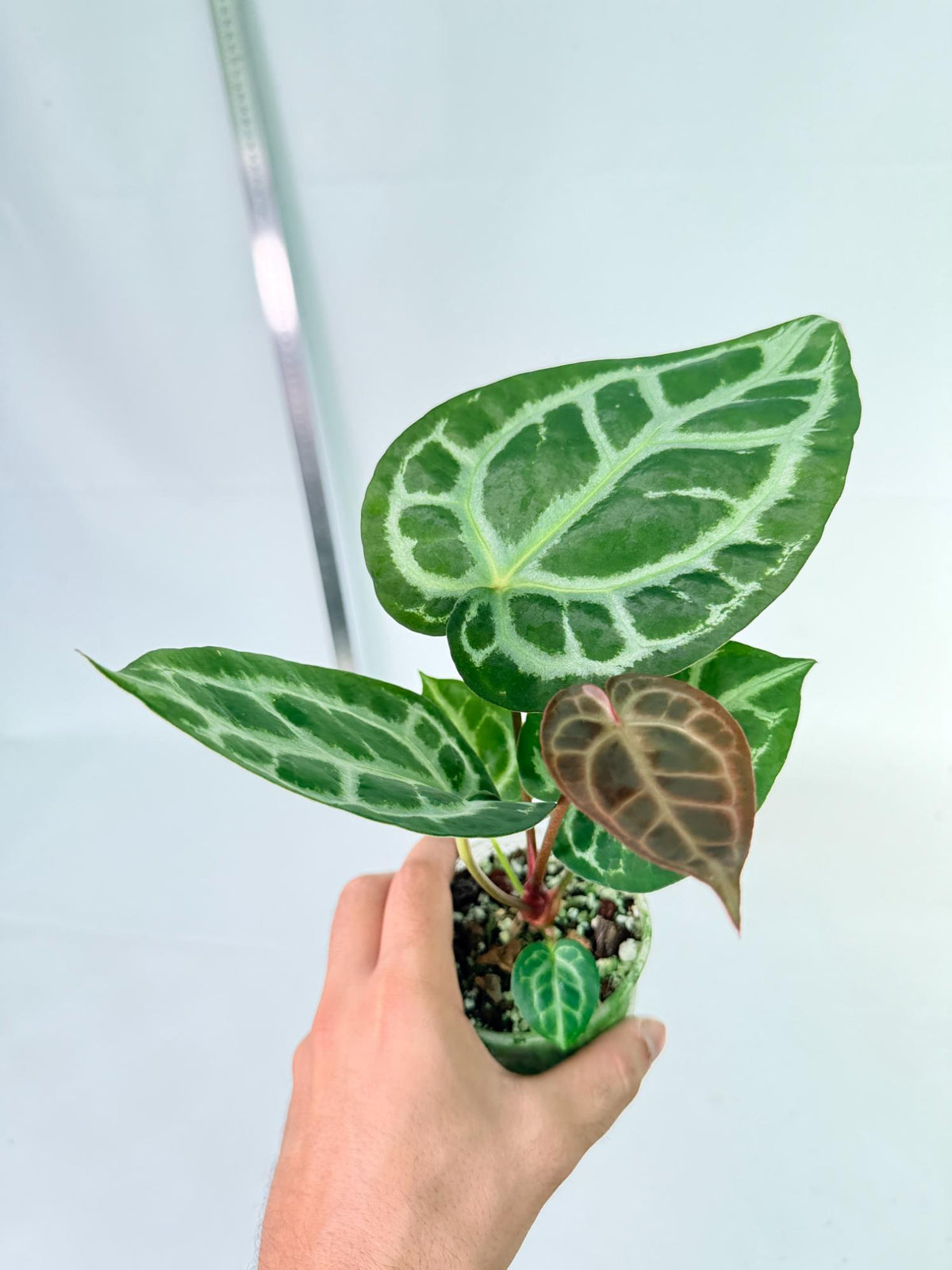 Anthurium Tezula Red Crystallinum x SKG Silver 2