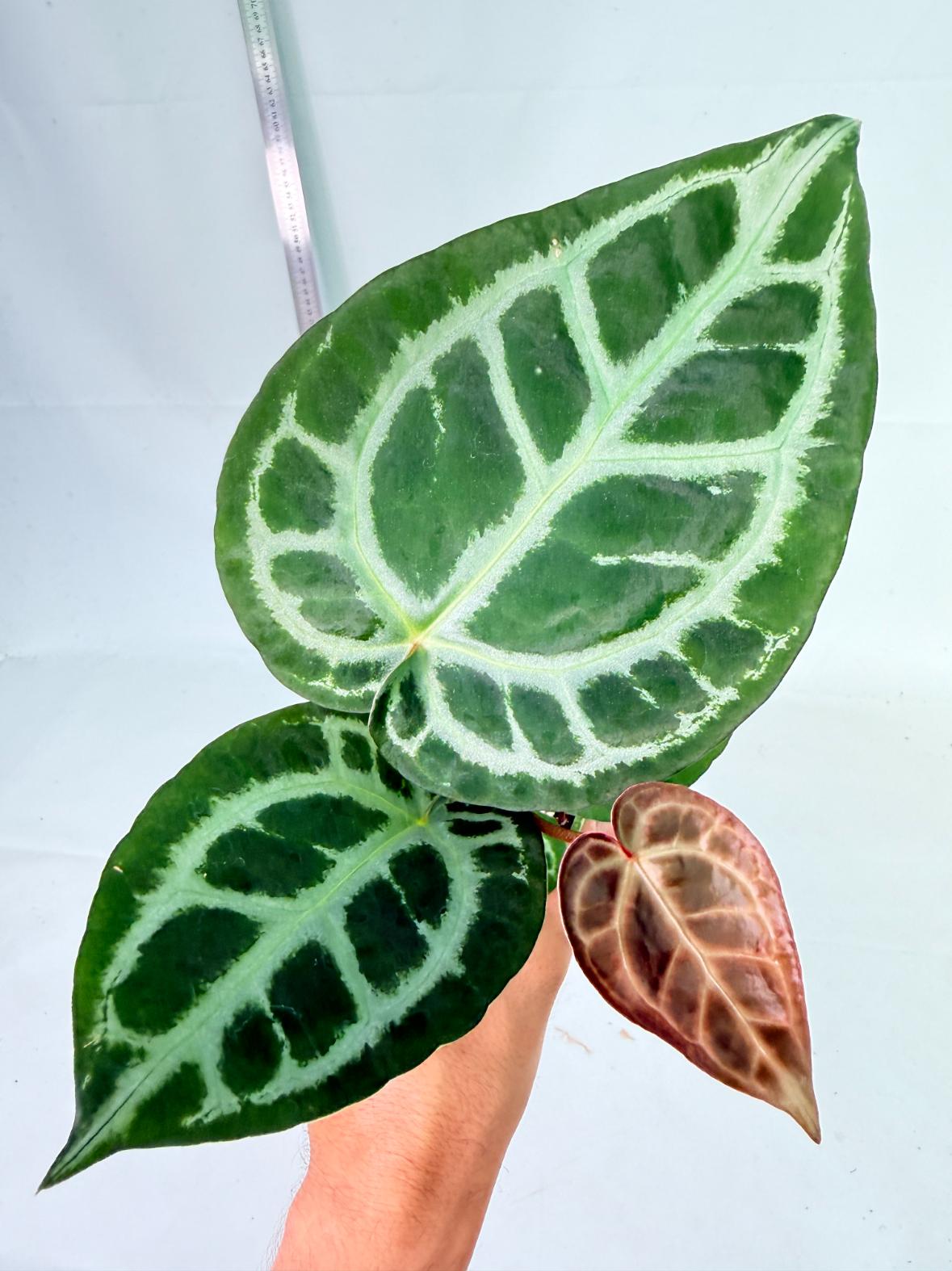 Anthurium Tezula Red Crystallinum x SKG Silver 4