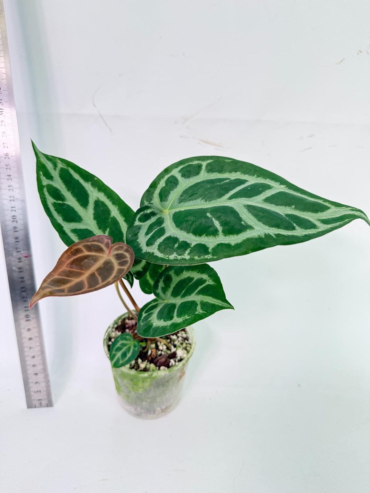 Anthurium Tezula Red Crystallinum x SKG Silver 5