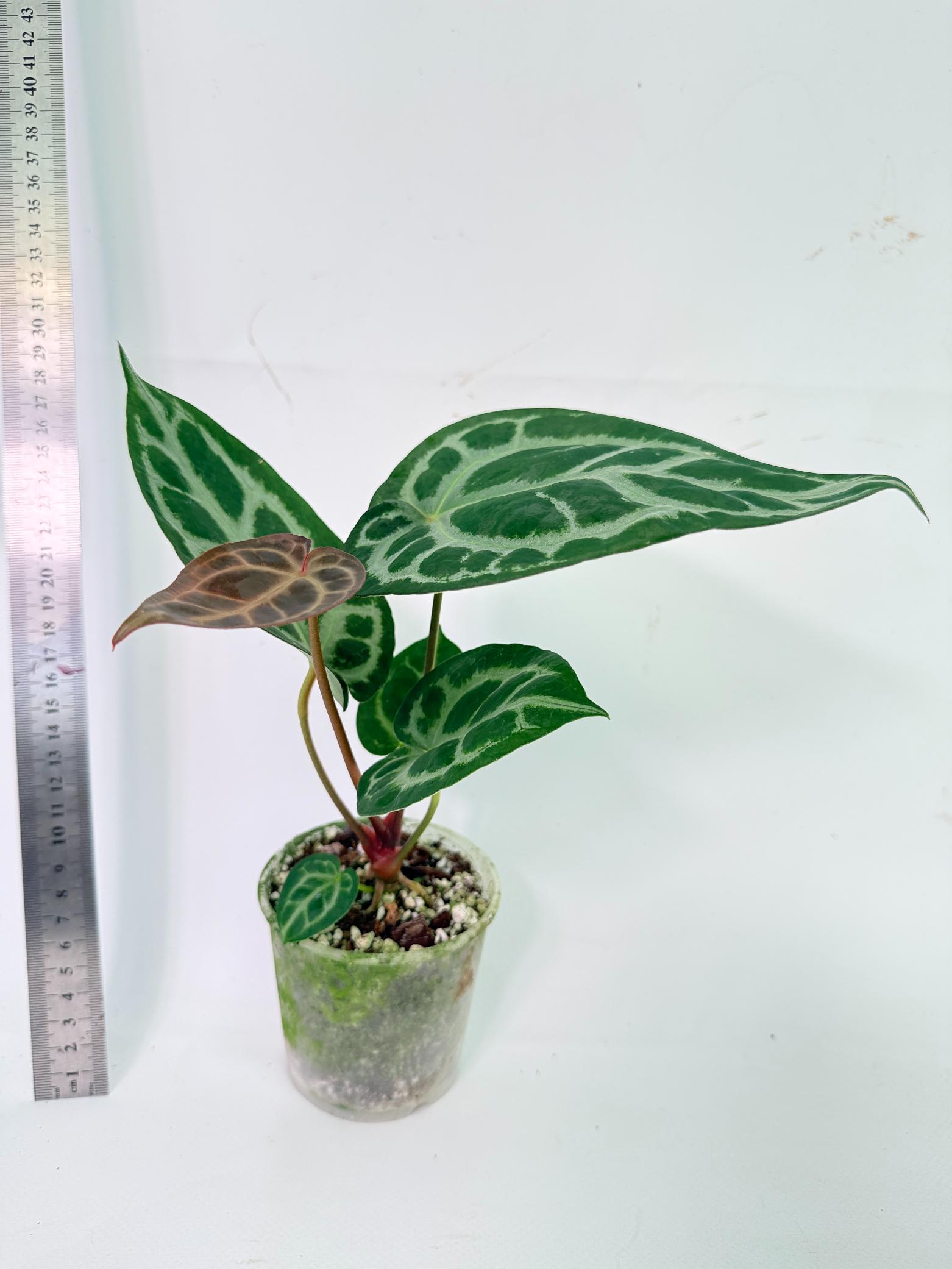 Anthurium Tezula Red Crystallinum x SKG Silver 7