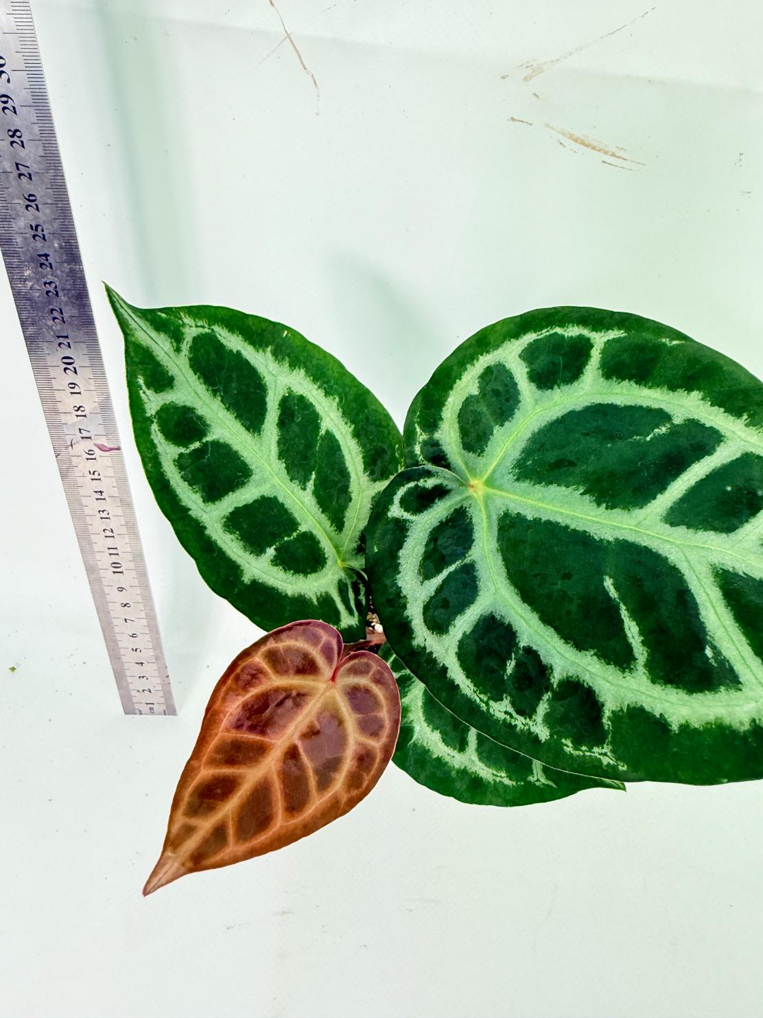Anthurium Tezula Red Crystallinum x SKG Silver 3