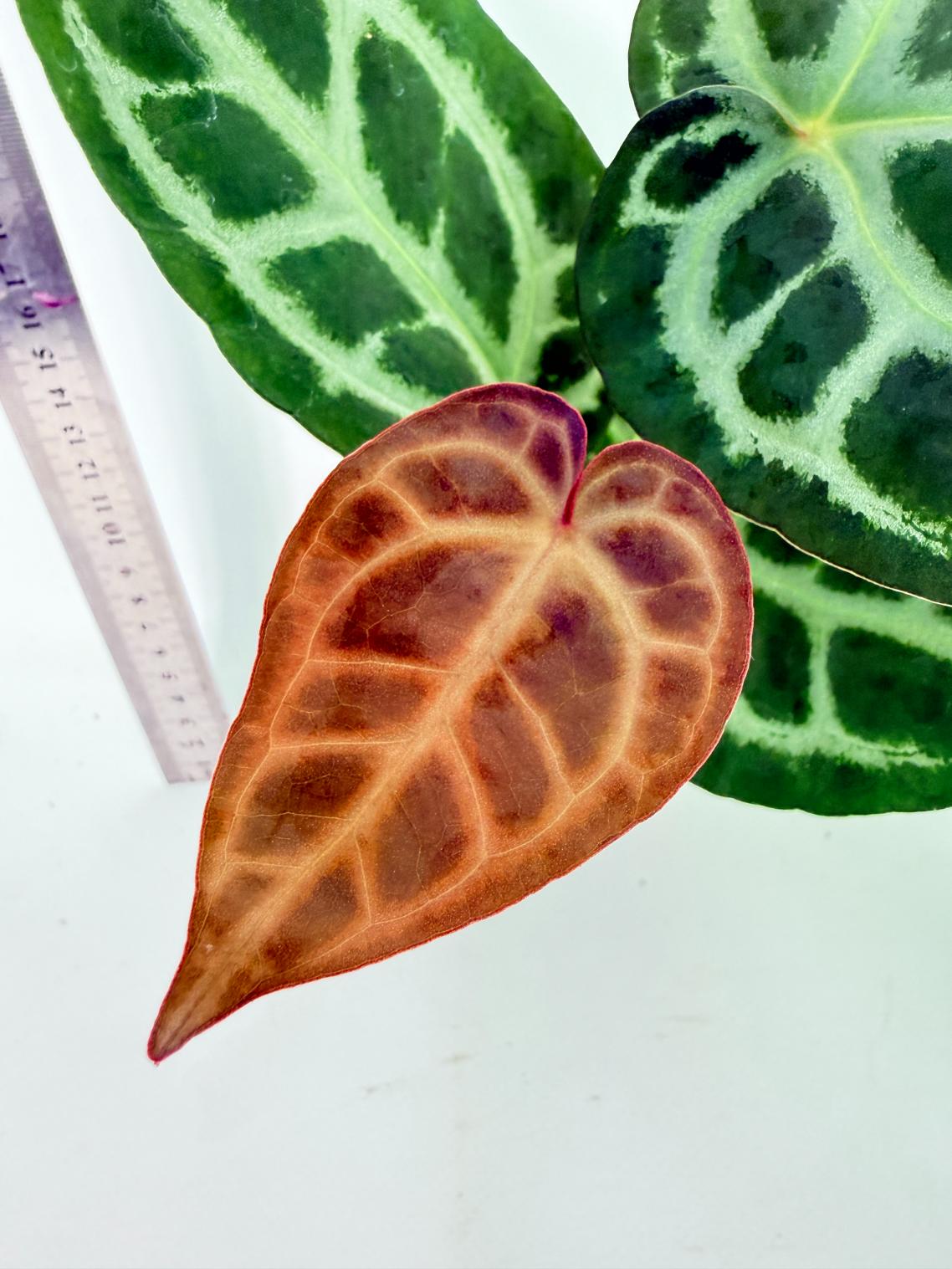 Anthurium Tezula Red Crystallinum x SKG Silver 1