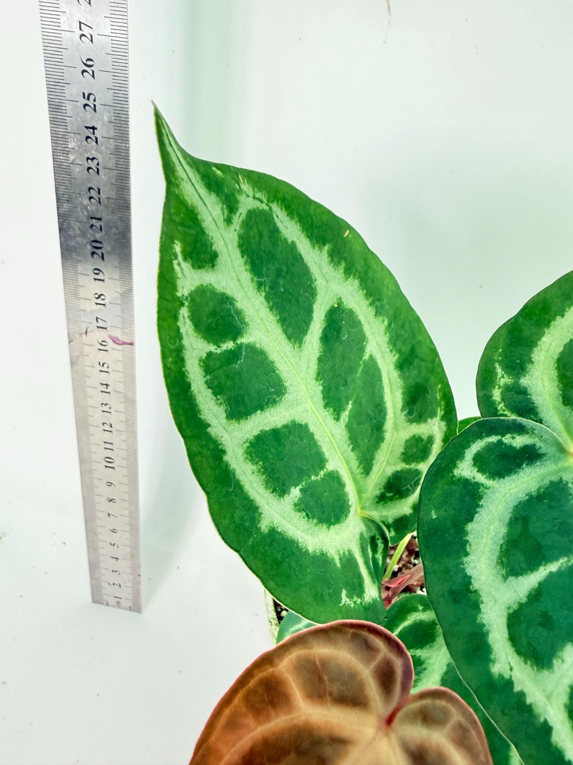 Anthurium Tezula Red Crystallinum x SKG Silver 6