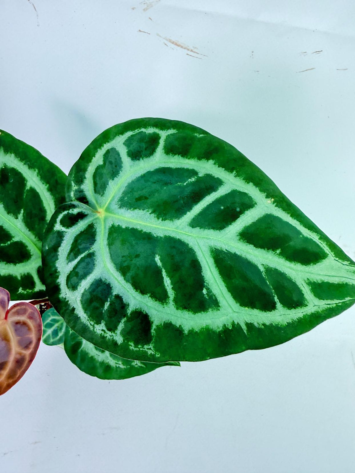 Anthurium Tezula Red Crystallinum x SKG Silver 8