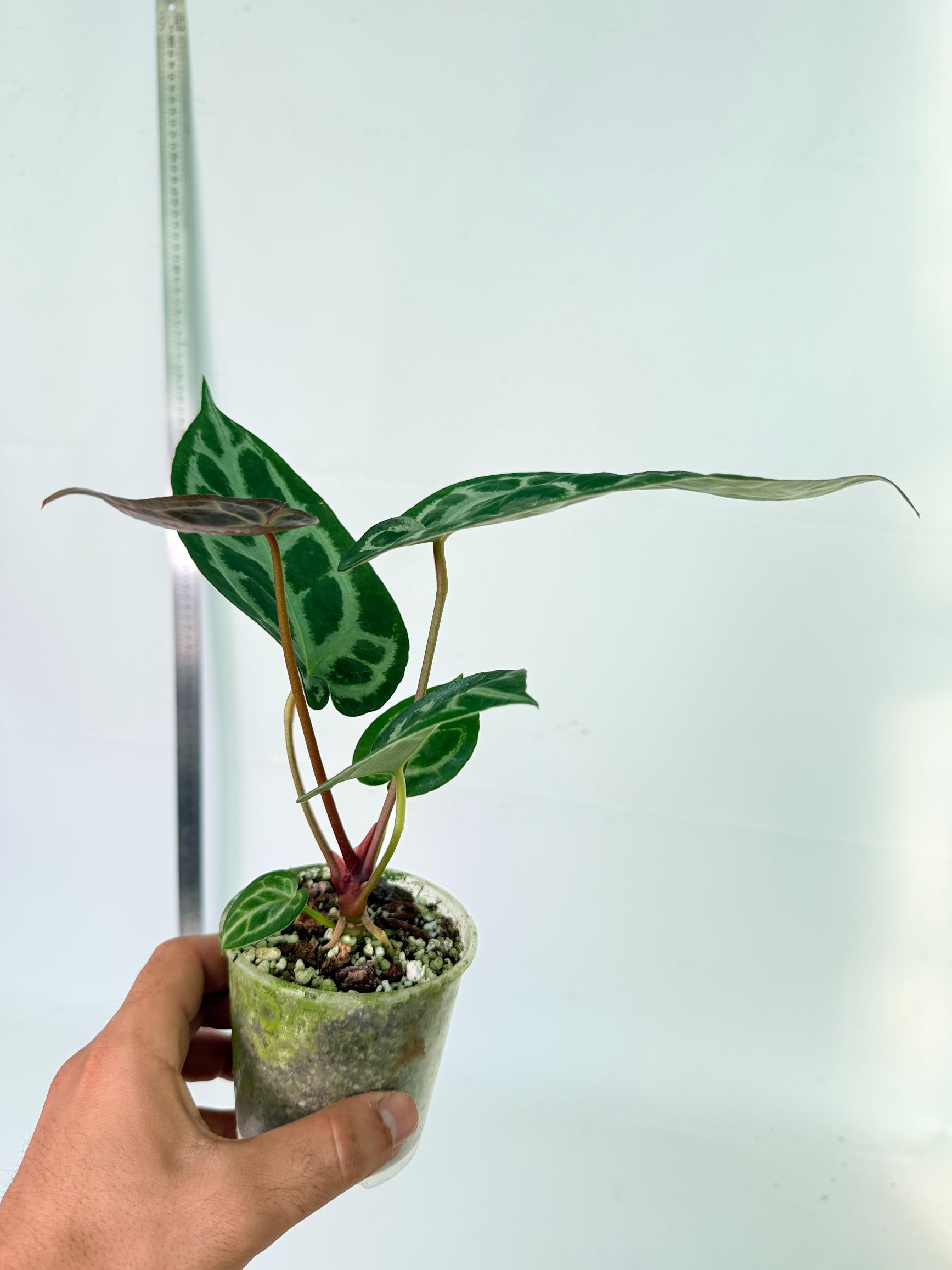 Anthurium Tezula Red Crystallinum x SKG Silver 9