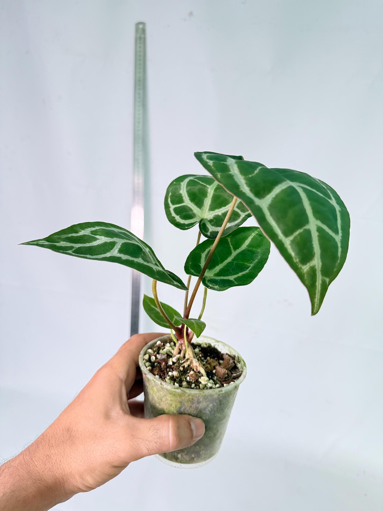 Anthurium Tezula Red Crystallinum x SKG Silver 9