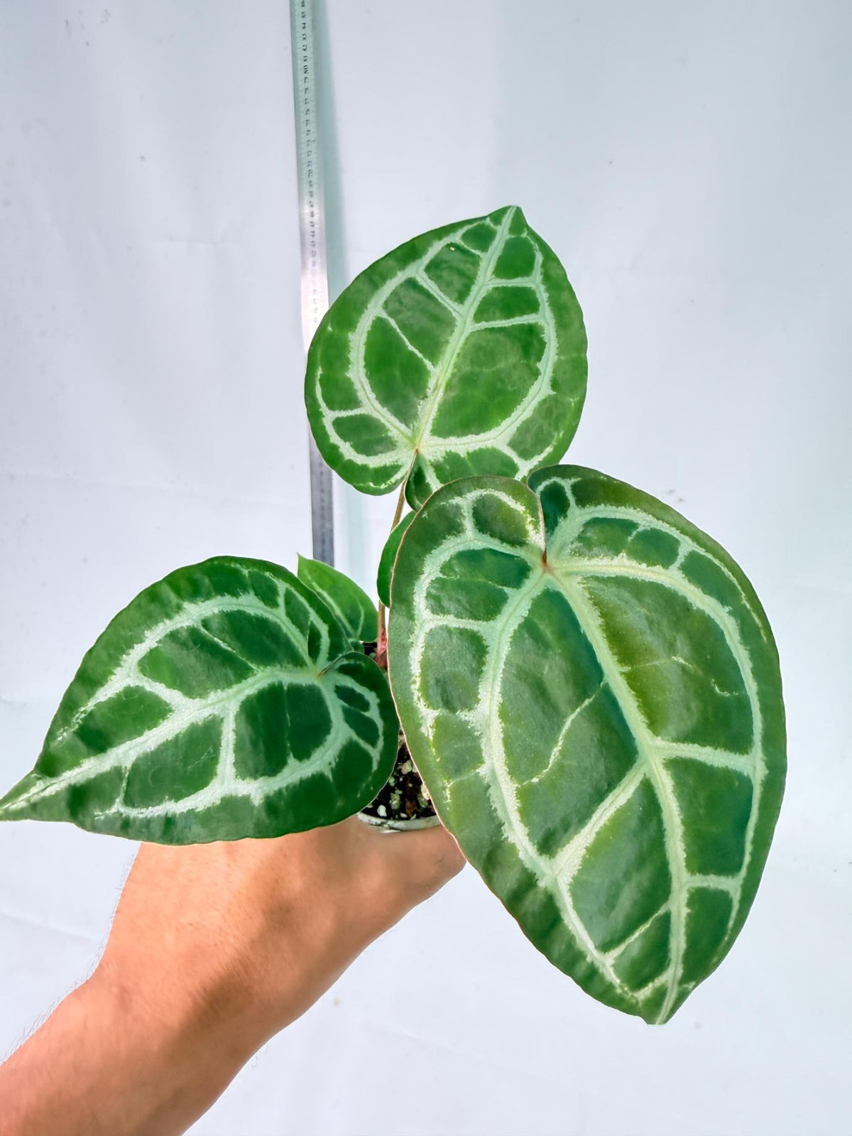 Anthurium Tezula Red Crystallinum x SKG Silver 2