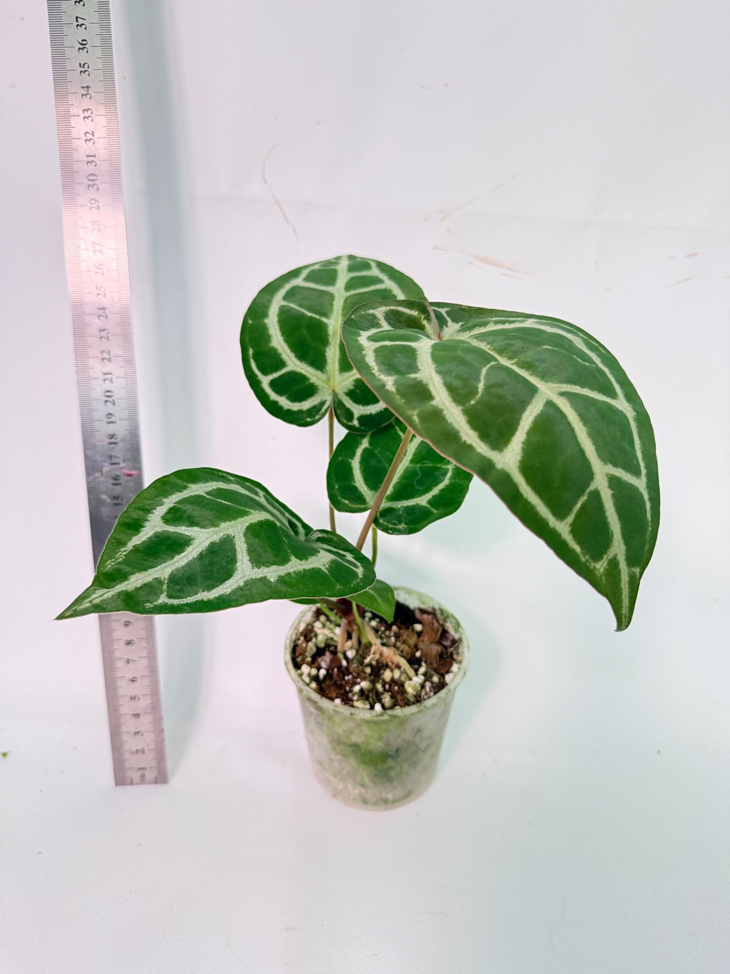 Anthurium Tezula Red Crystallinum x SKG Silver 3