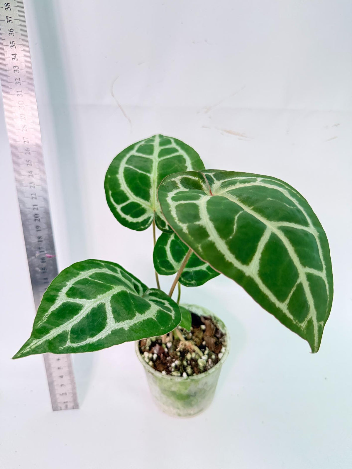 Anthurium Tezula Red Crystallinum x SKG Silver 5