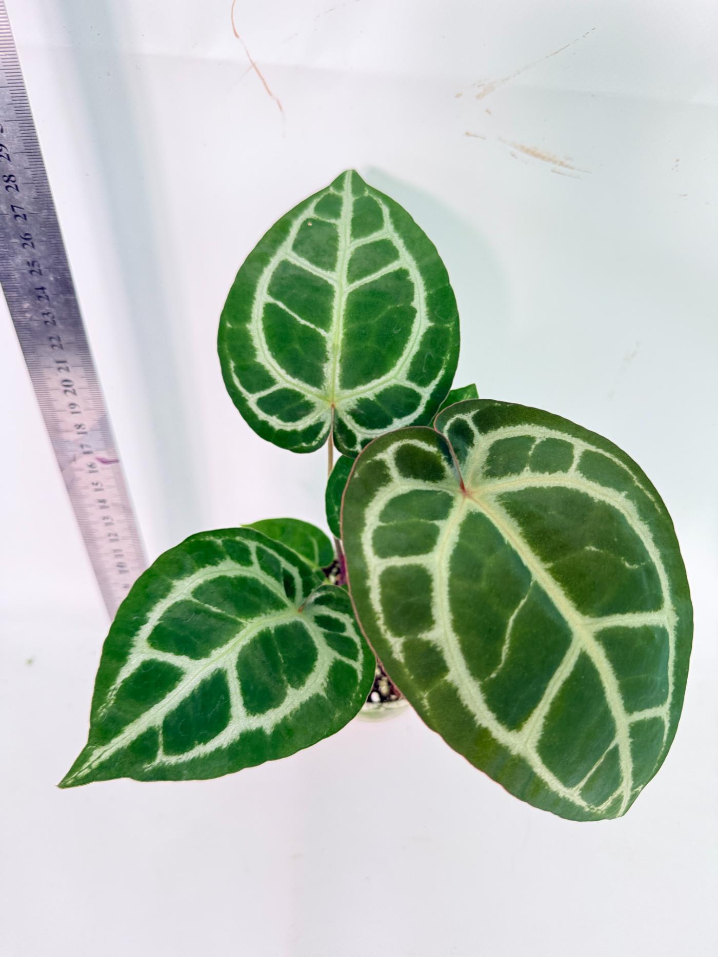 Anthurium Tezula Red Crystallinum x SKG Silver 8