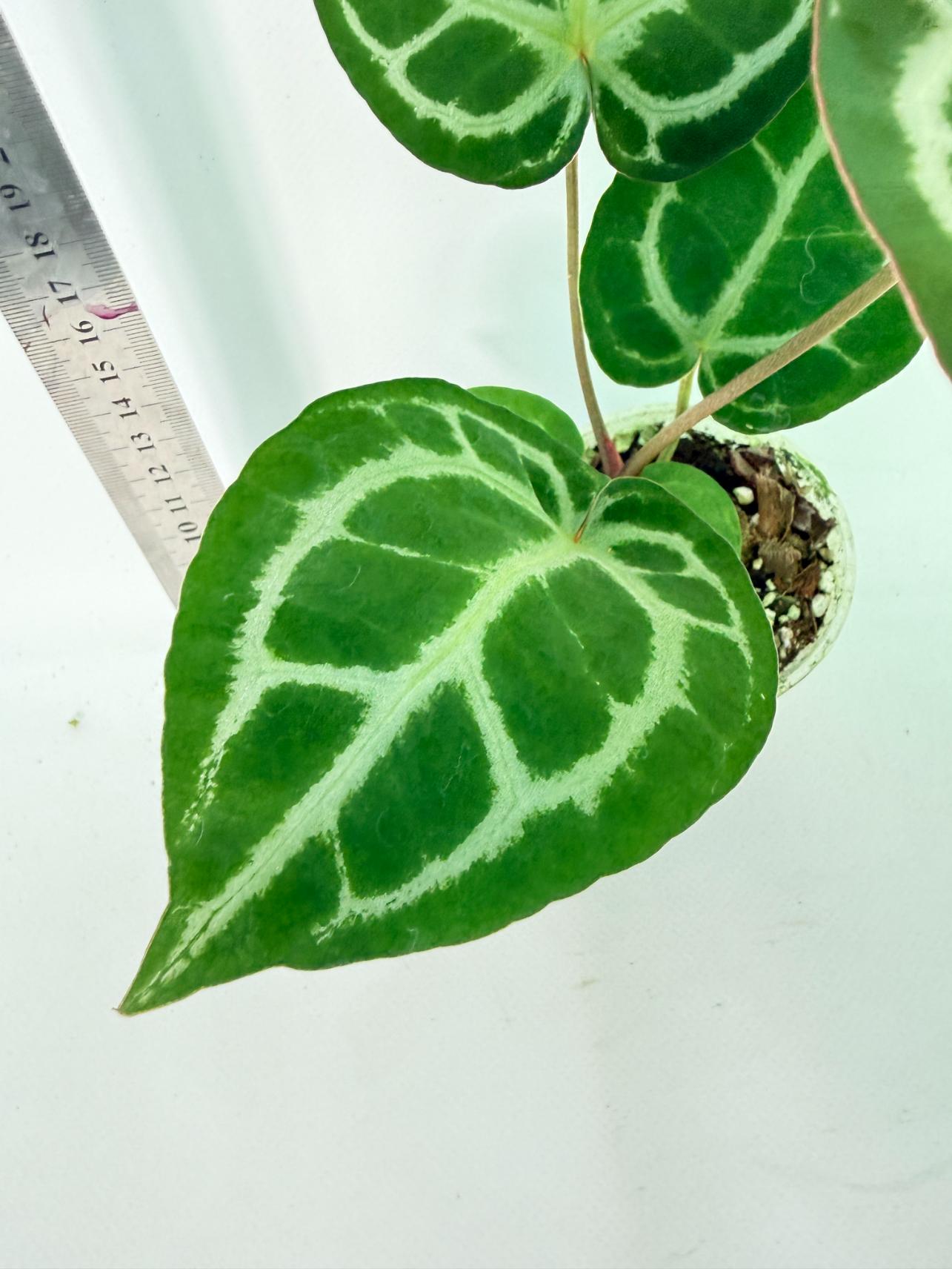 Anthurium Tezula Red Crystallinum x SKG Silver 6