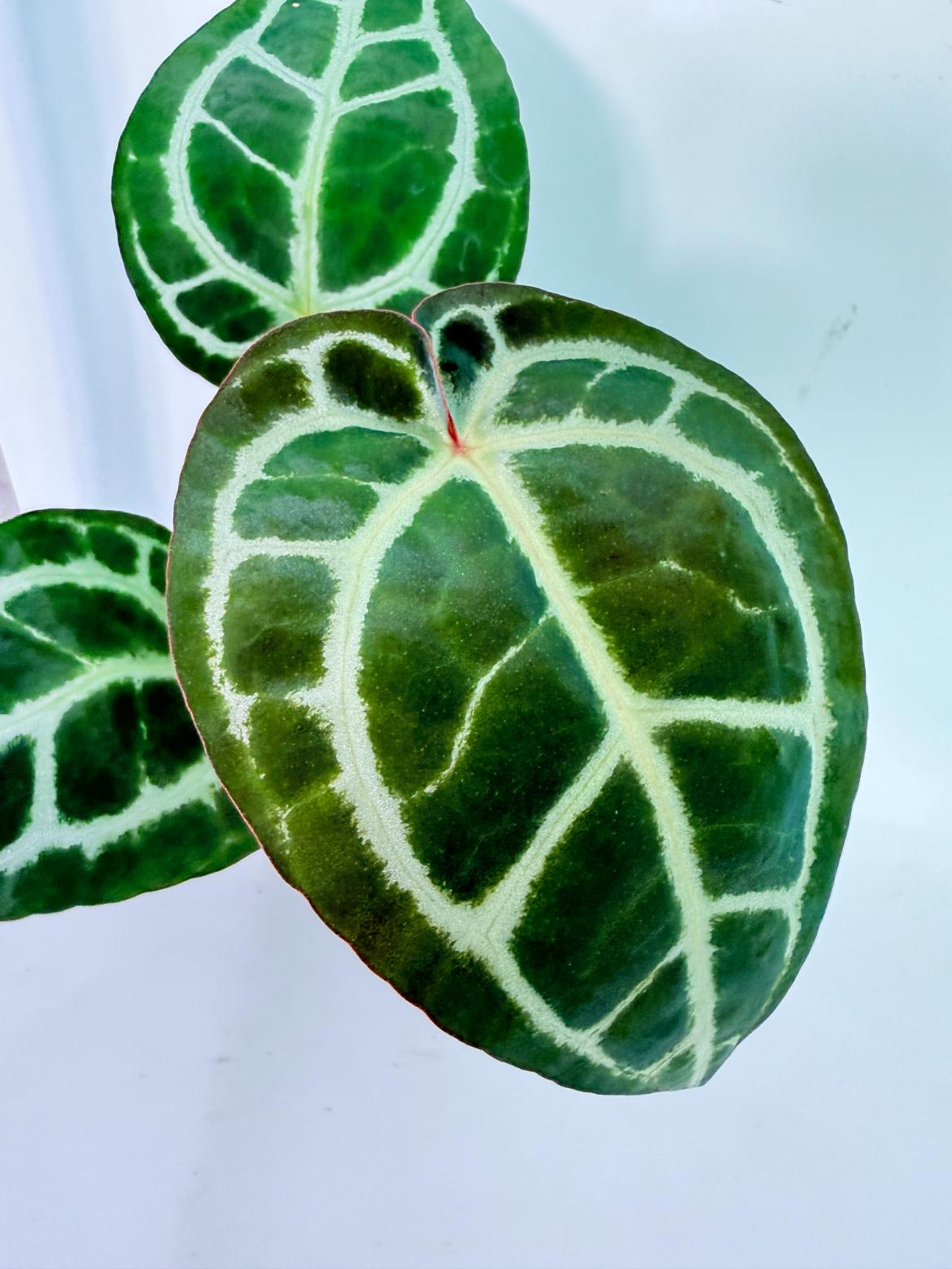 Anthurium Tezula Red Crystallinum x SKG Silver 1