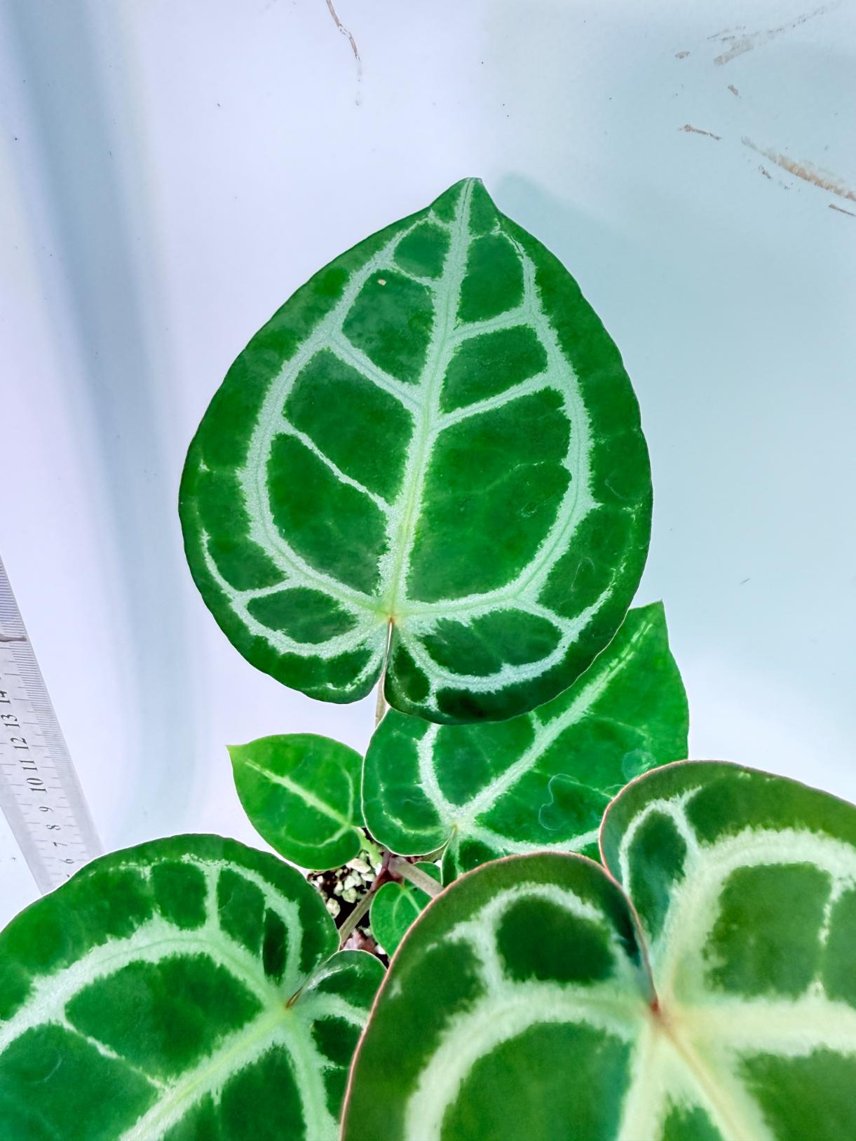 Anthurium Tezula Red Crystallinum x SKG Silver 4