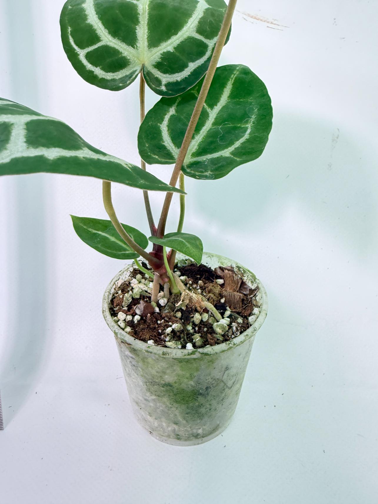 Anthurium Tezula Red Crystallinum x SKG Silver 7