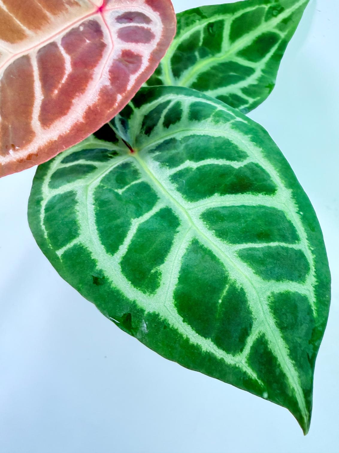 Anthurium Tezula Red Crystallinum x SKG Silver 3