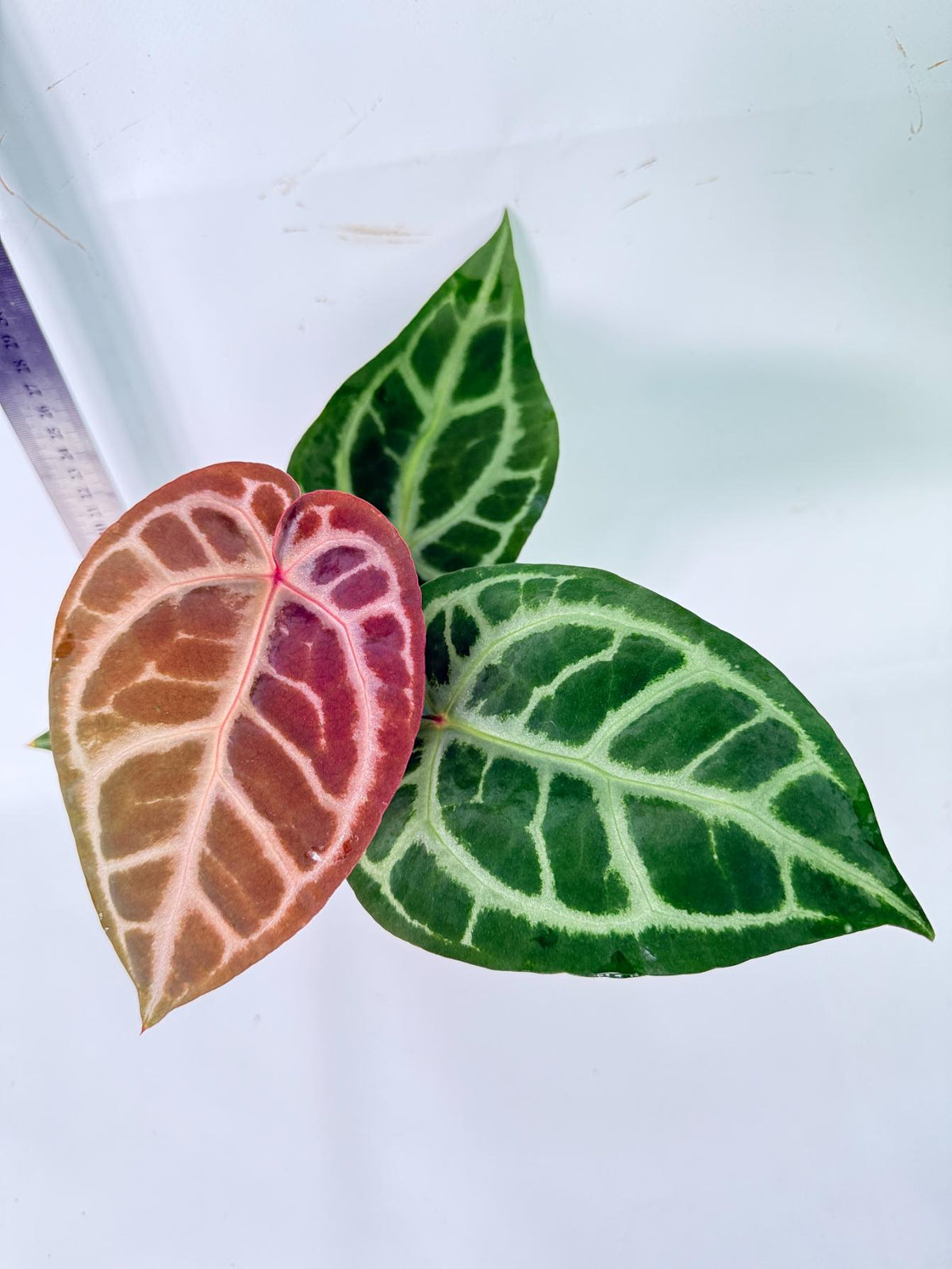 Anthurium Tezula Red Crystallinum x SKG Silver 2