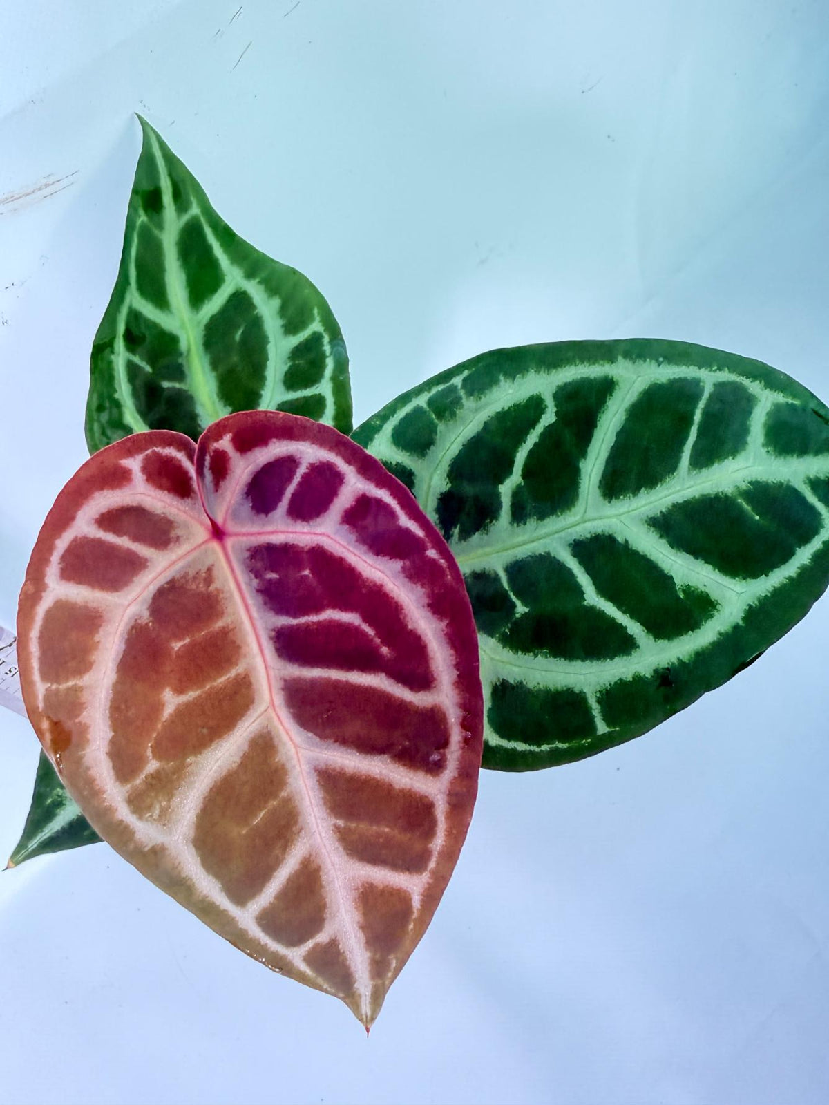Anthurium Tezula Red Crystallinum x SKG Silver 5
