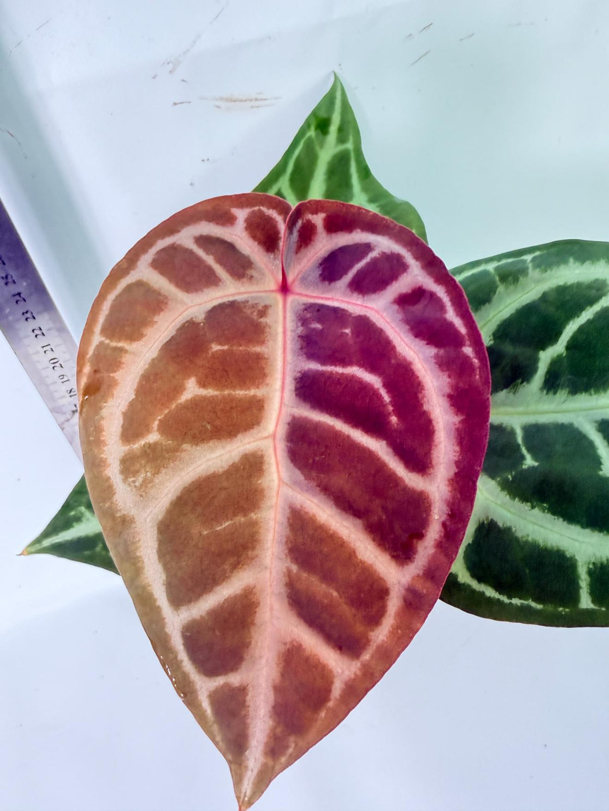Anthurium Tezula Red Crystallinum x SKG Silver 1