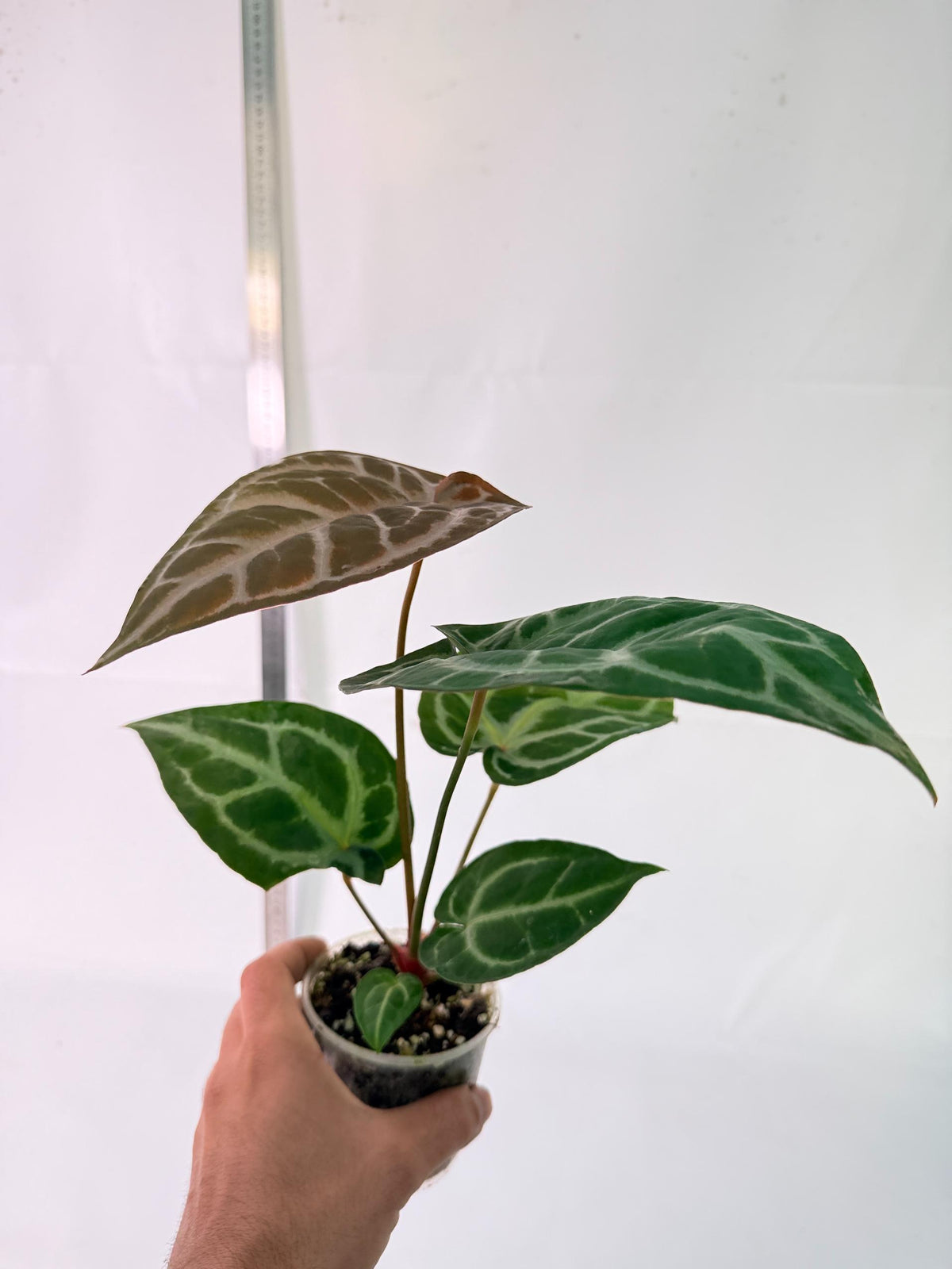 Anthurium Tezula Red Crystallinum x SKG Silver 9