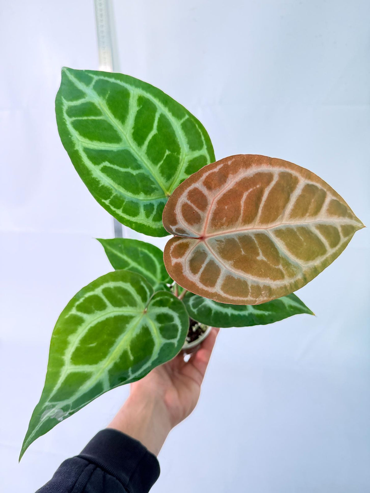 Anthurium Tezula Red Crystallinum x SKG Silver 6