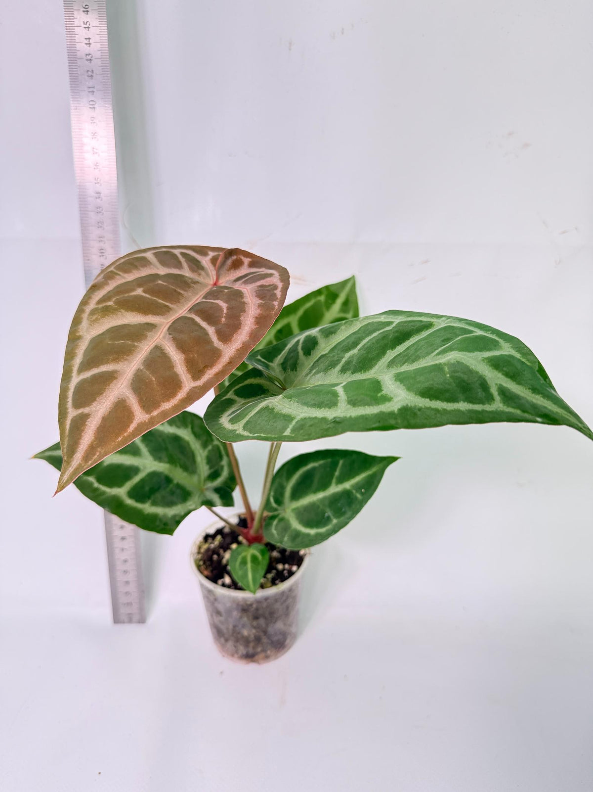 Anthurium Tezula Red Crystallinum x SKG Silver 8